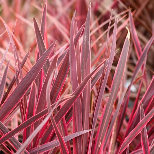 Mediterraanse planten