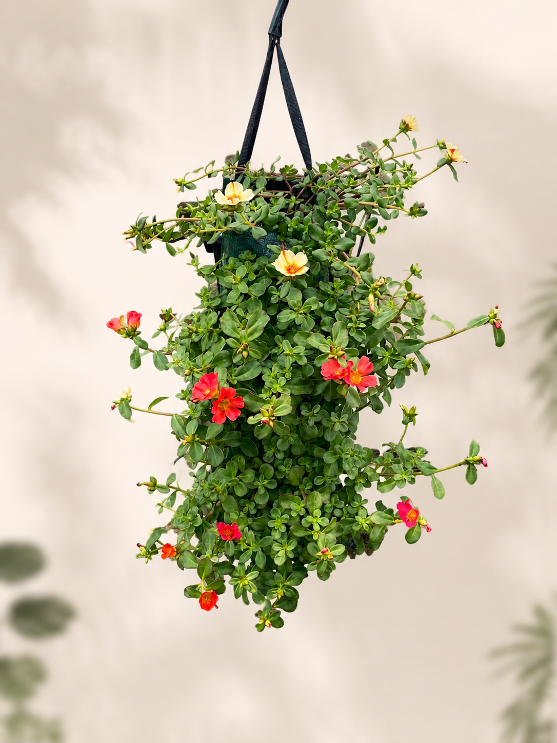 Wandhanger