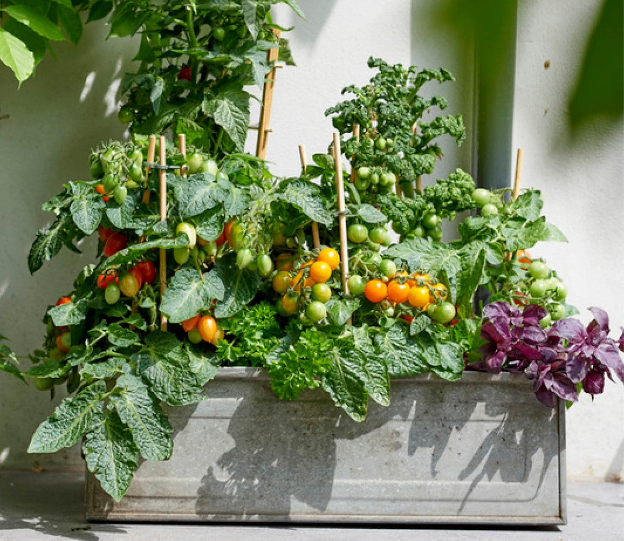 Groenteplanten