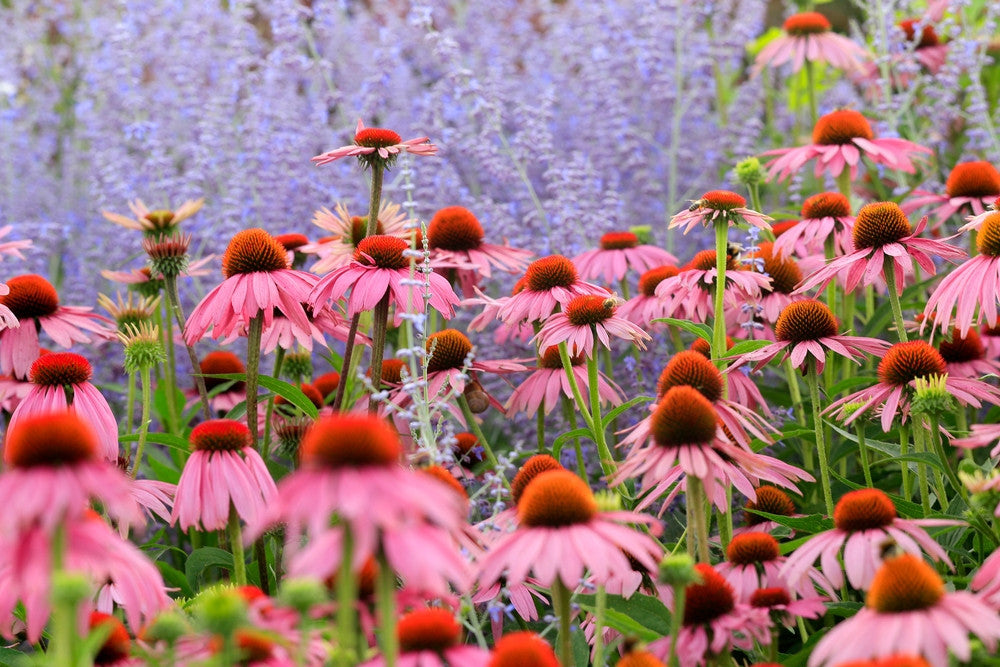 Vaste planten