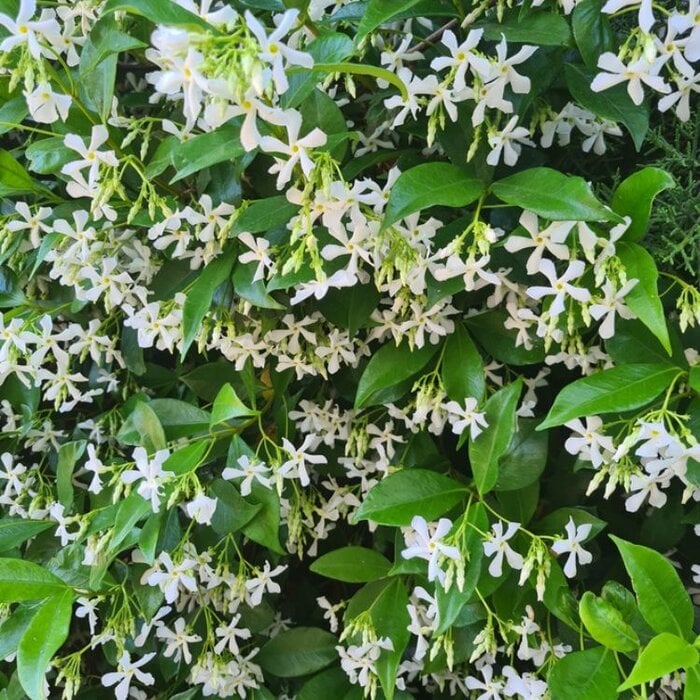 Klimplant