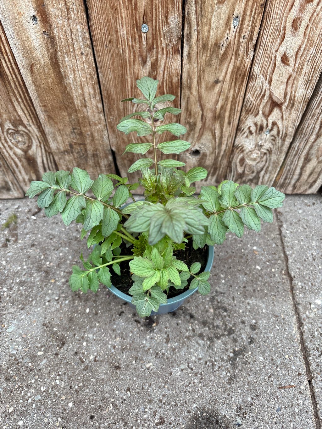 Valeriana officinalis