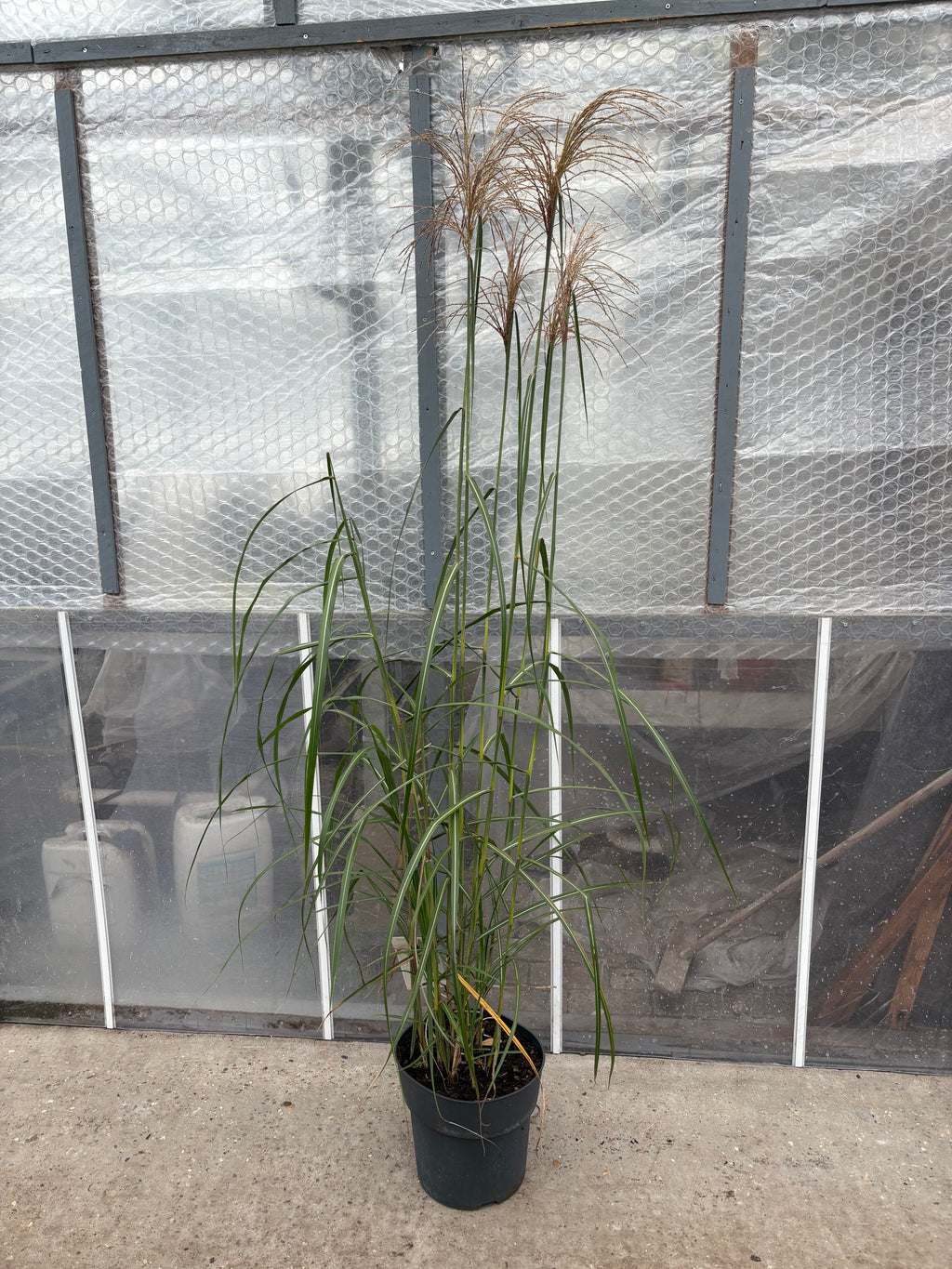 Miscanthus sinensis ‘Malepartus’