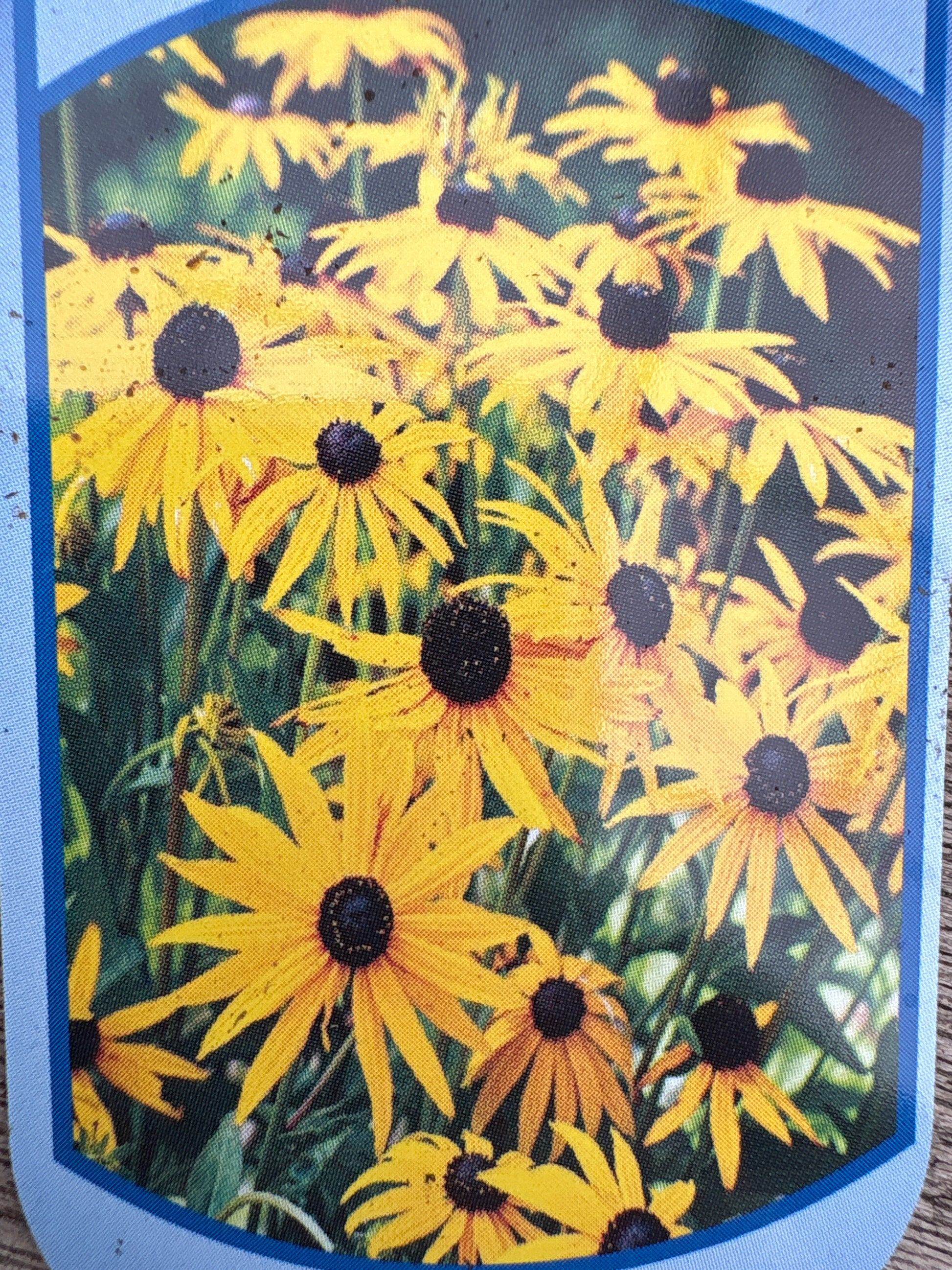 Rudbeckia fulgida vaste plant