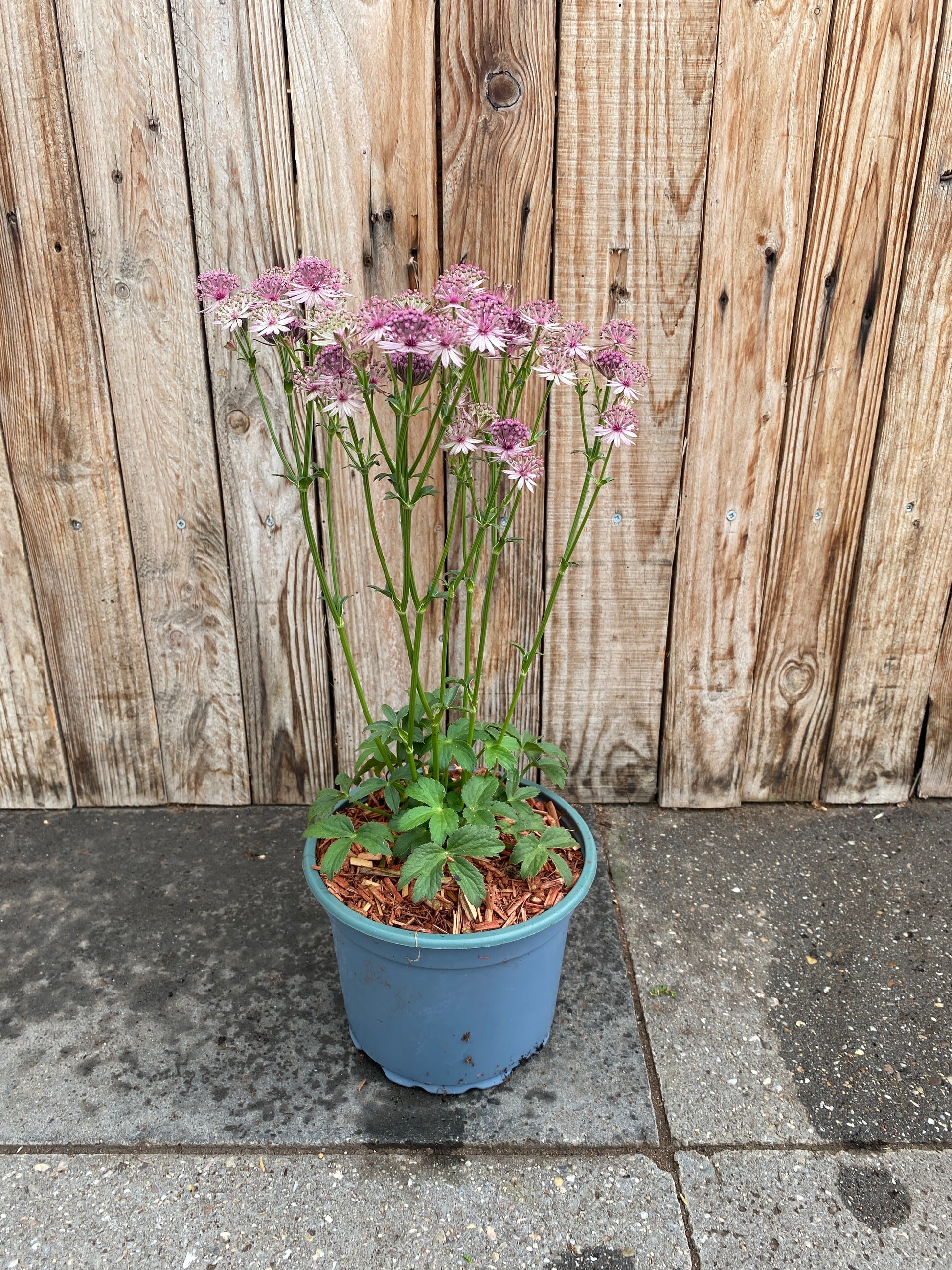 Astrantia vaste plant