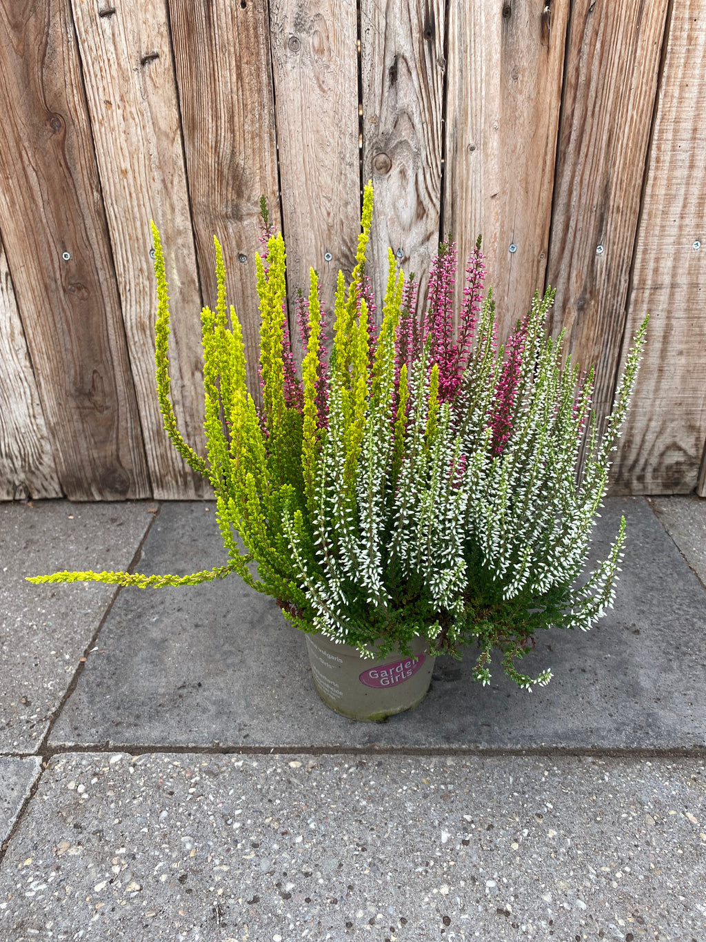 Calluna (heide) mix