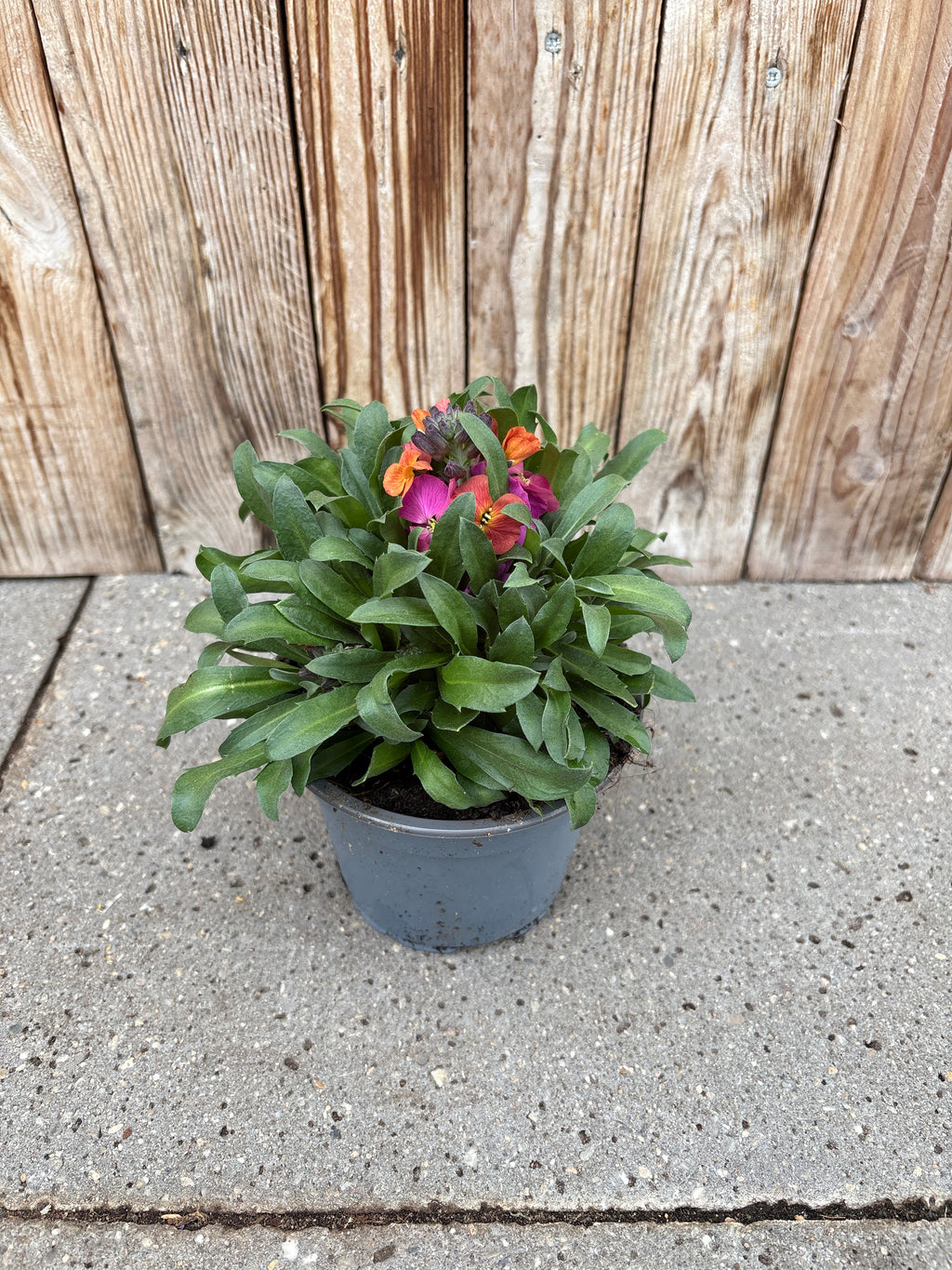 Erysimum perennial
