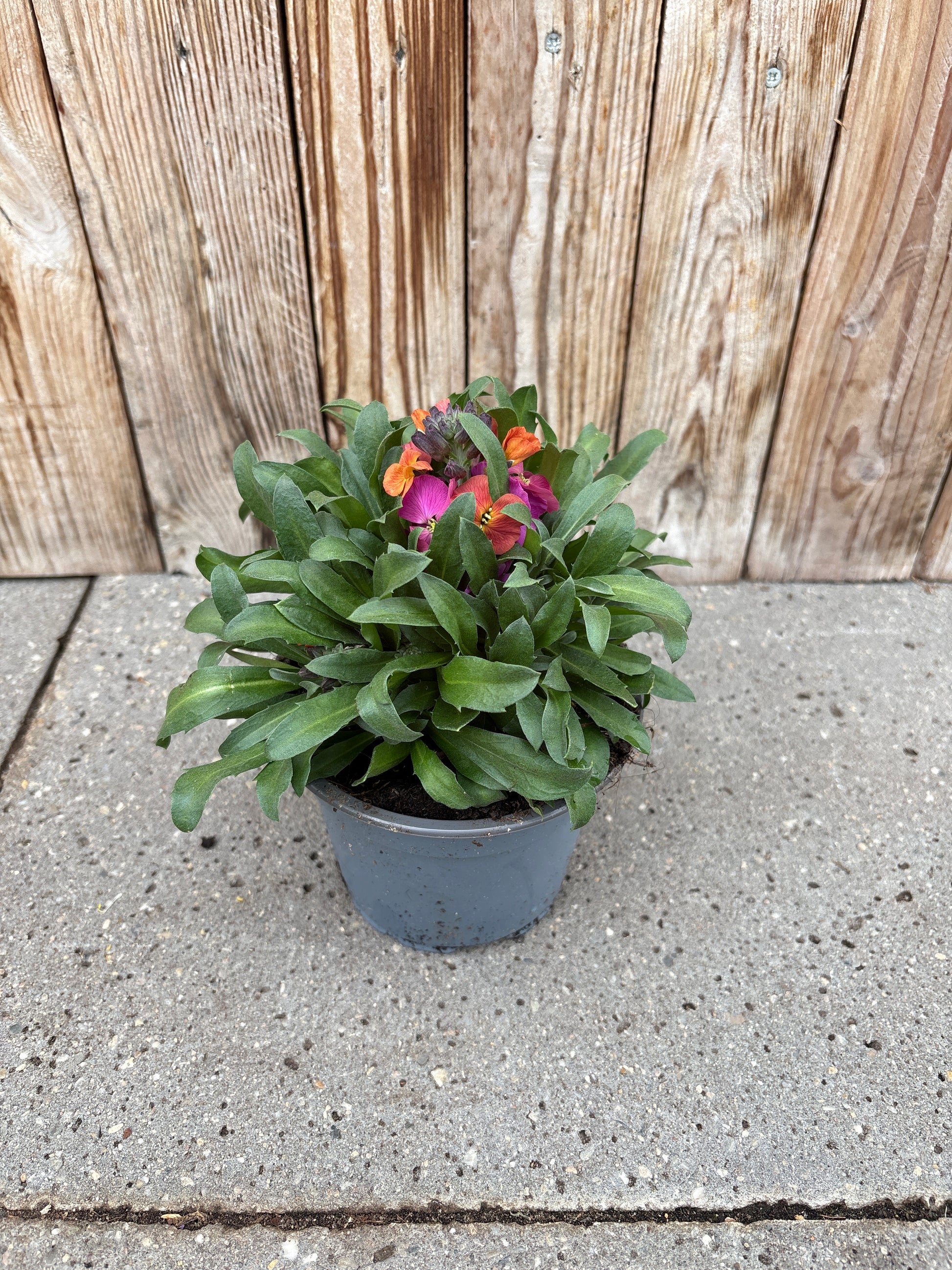 Erysimum perennial