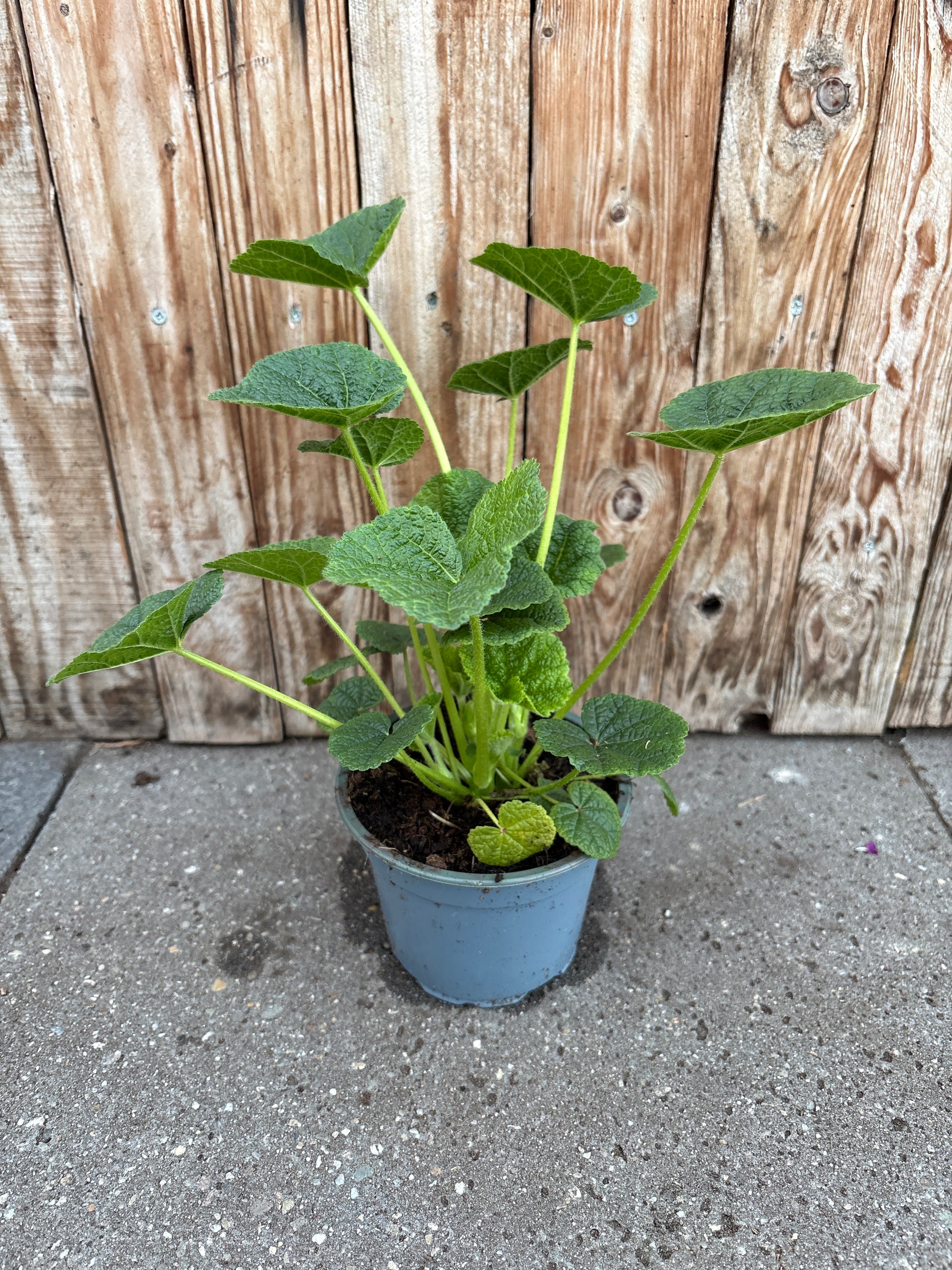 Alcea rosea plena perennial