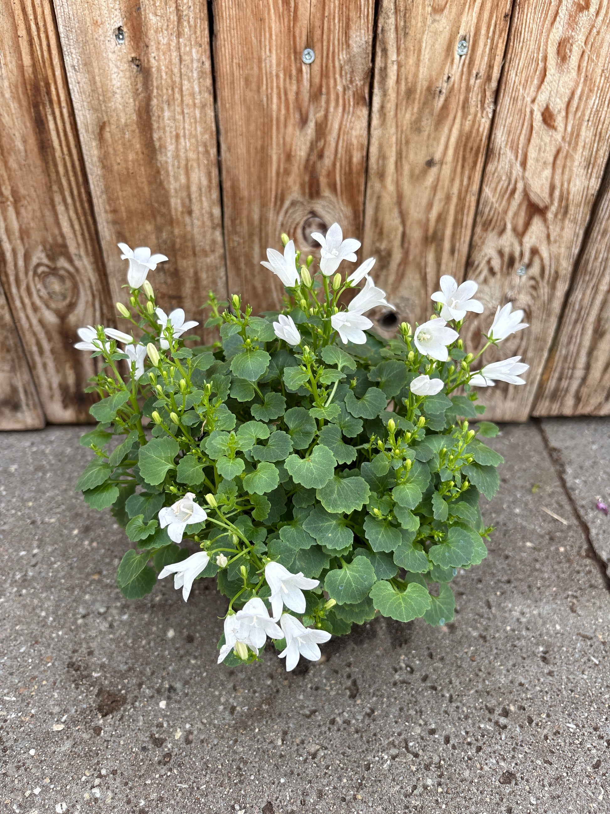 Glockenblume