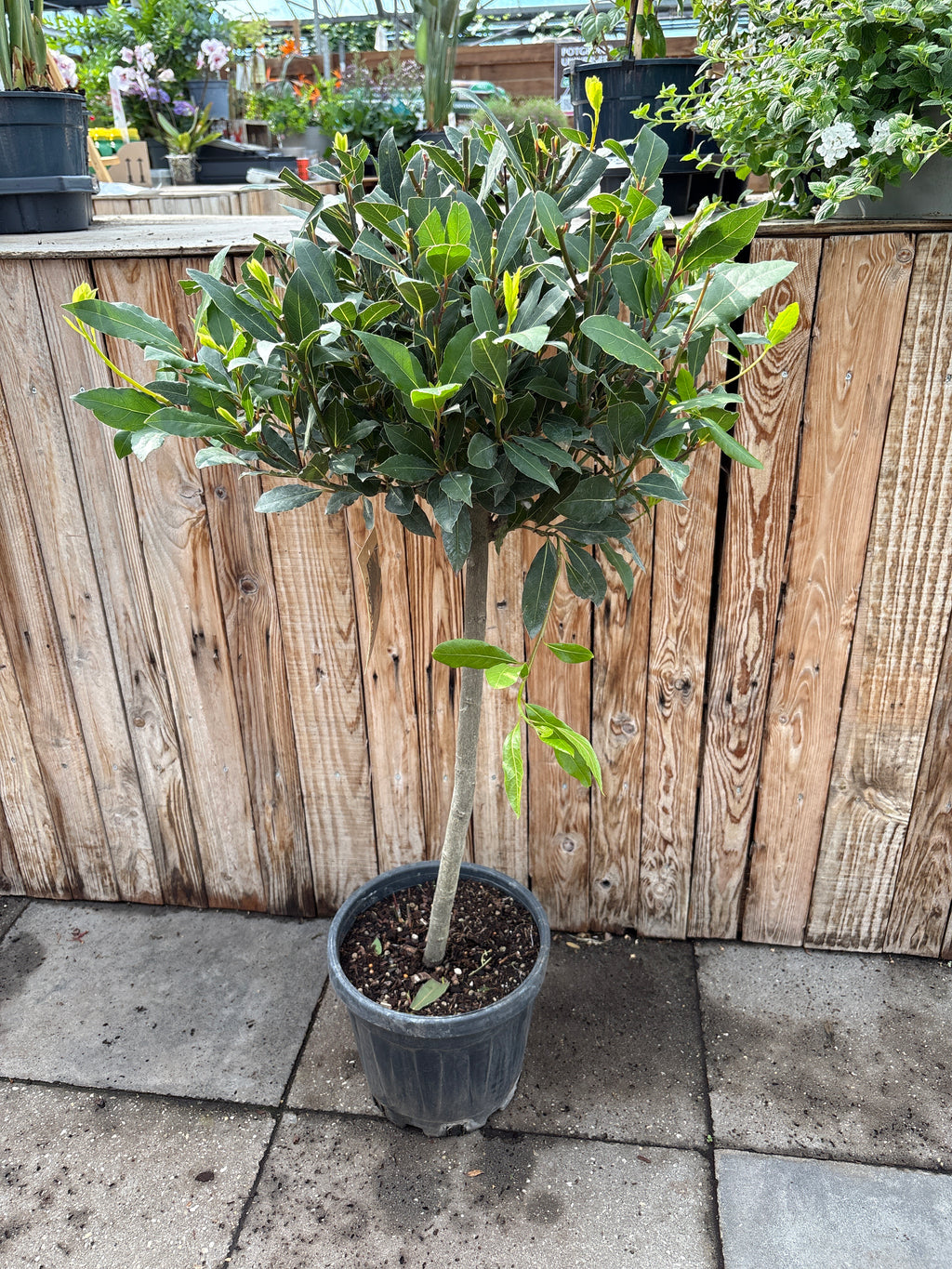 Laurus nobilis (laurier)