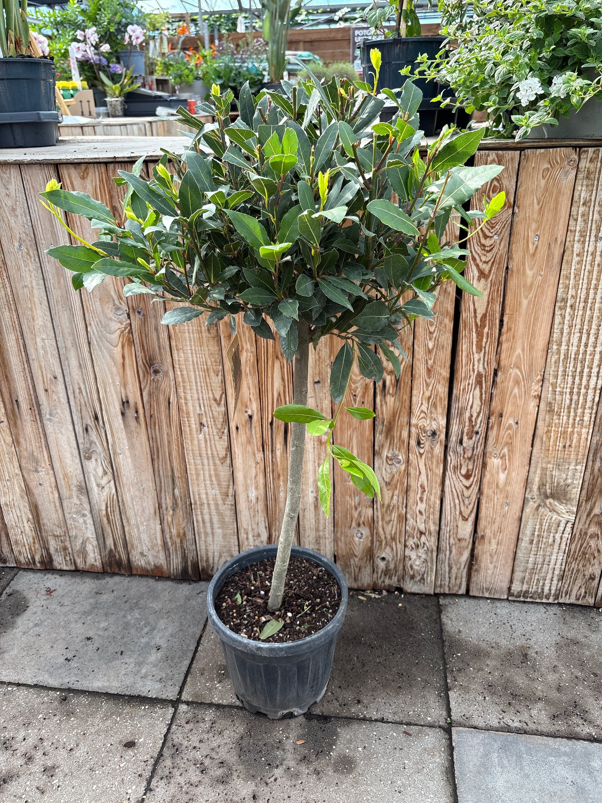 Laurus nobilis (laurier)