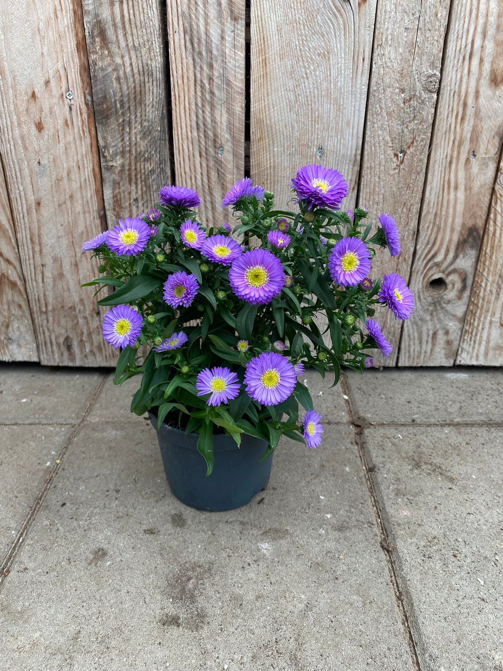 Aster