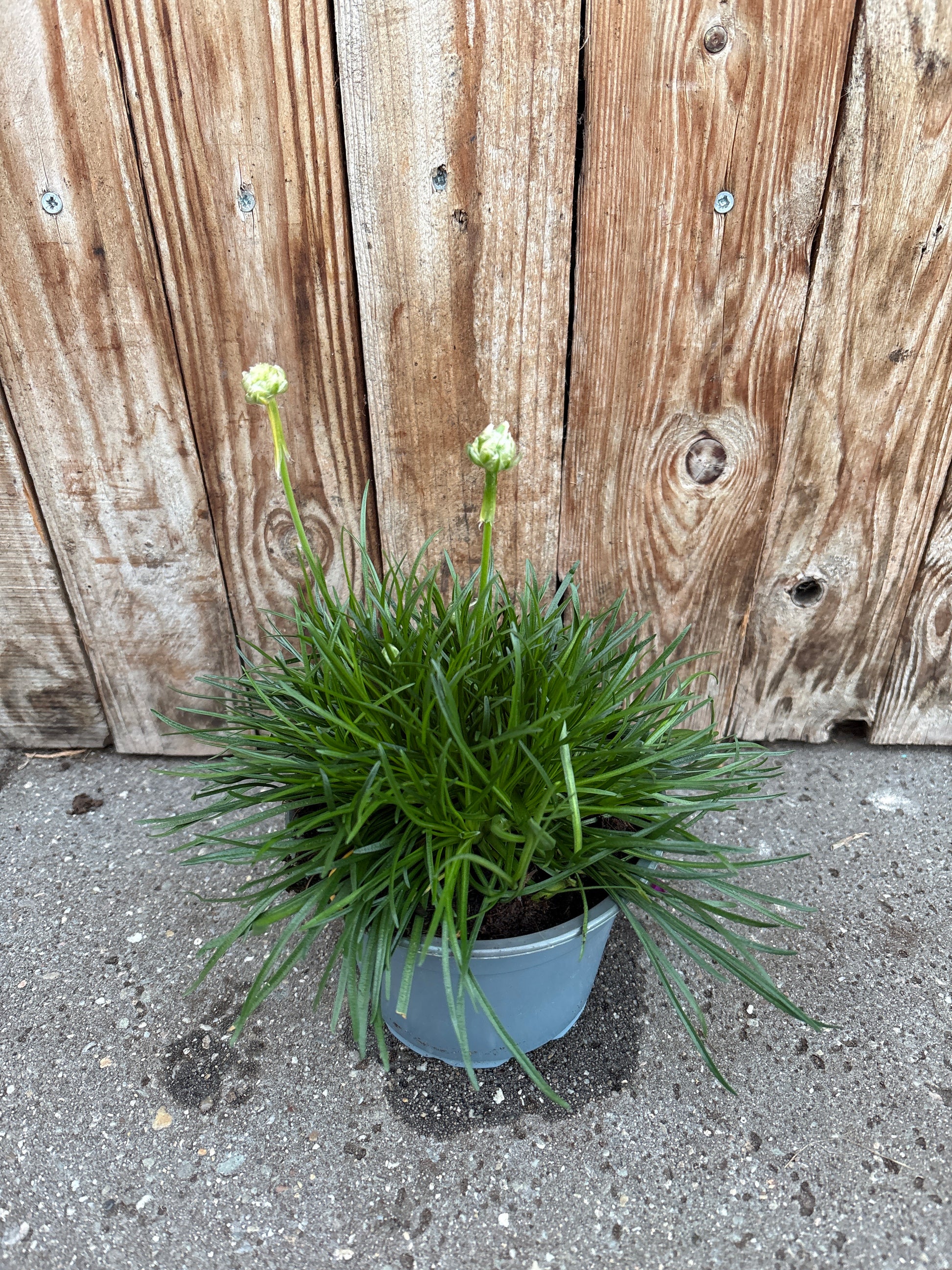 Armeria maritima perennial