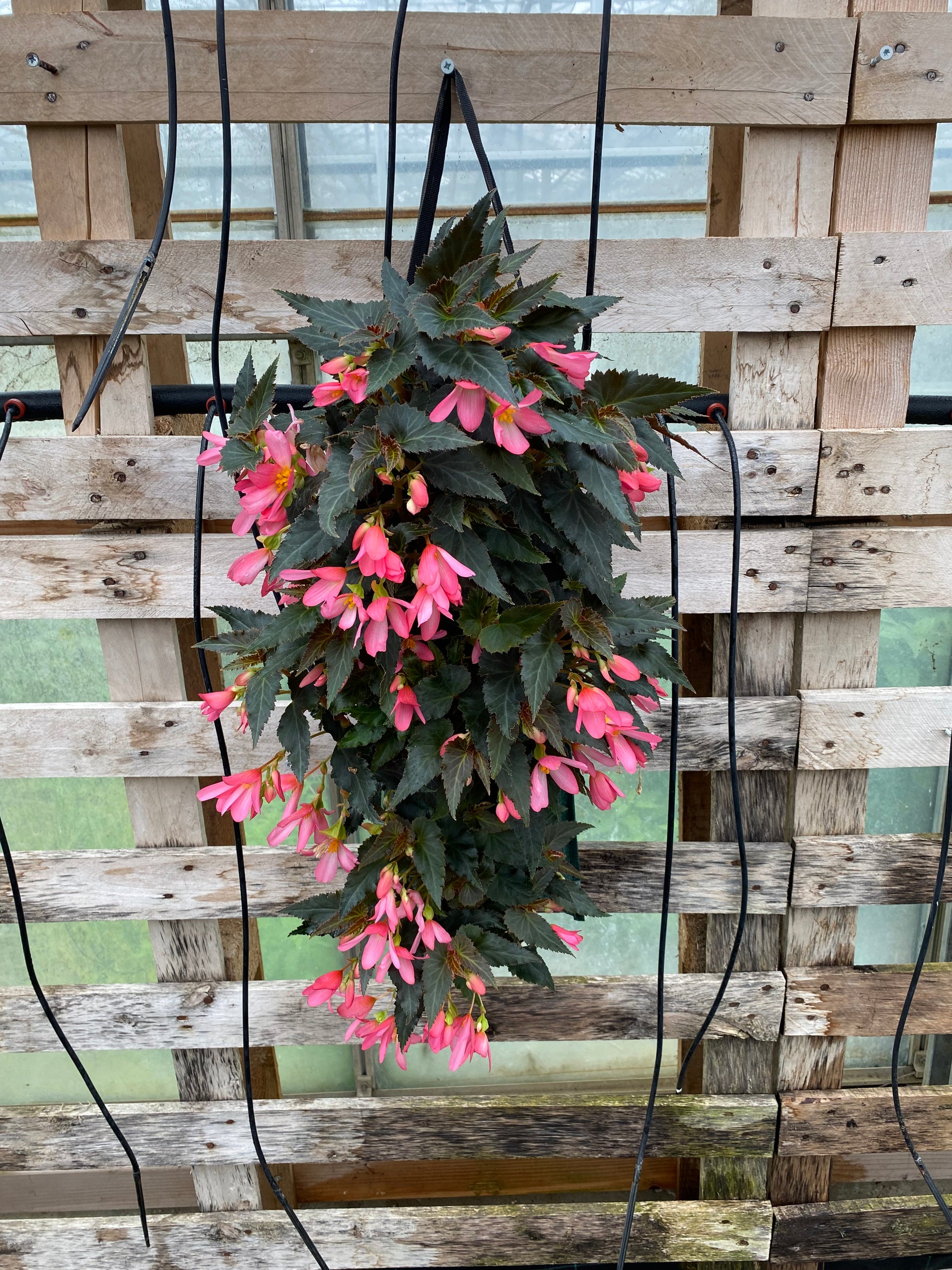 Wandhanger hangbegonia
