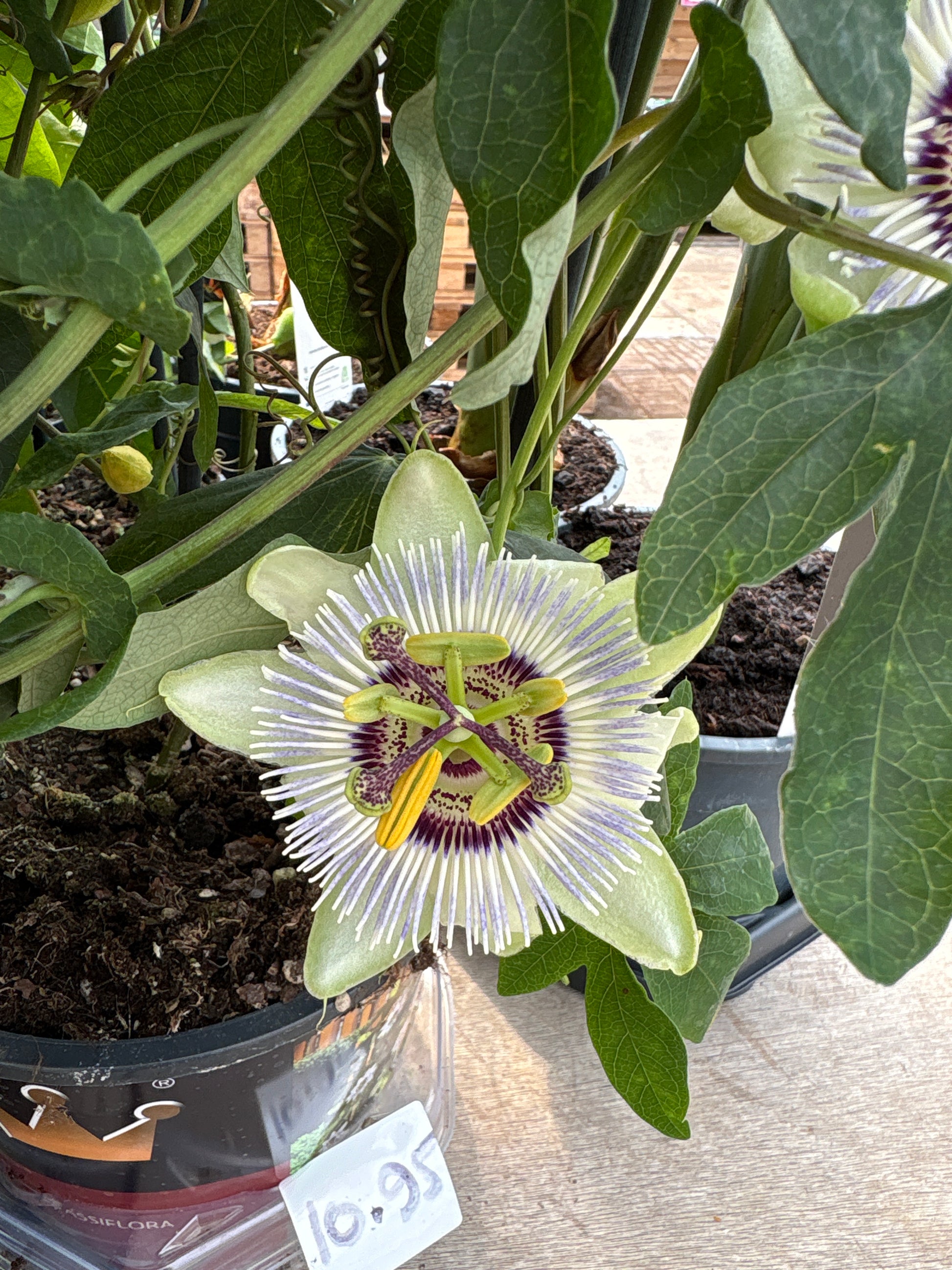 Passiflora (passiebloem)