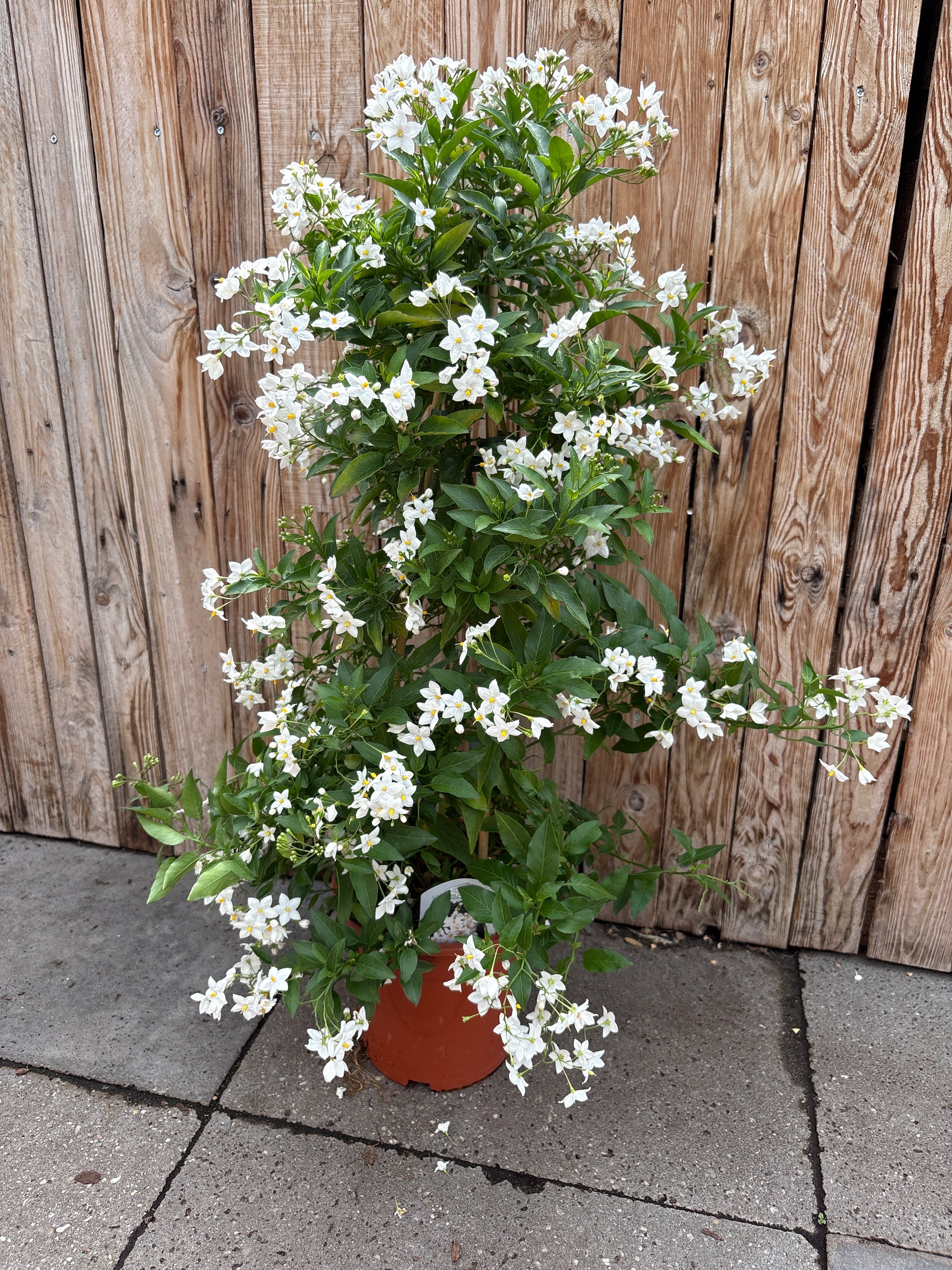 Solanum jasminoides