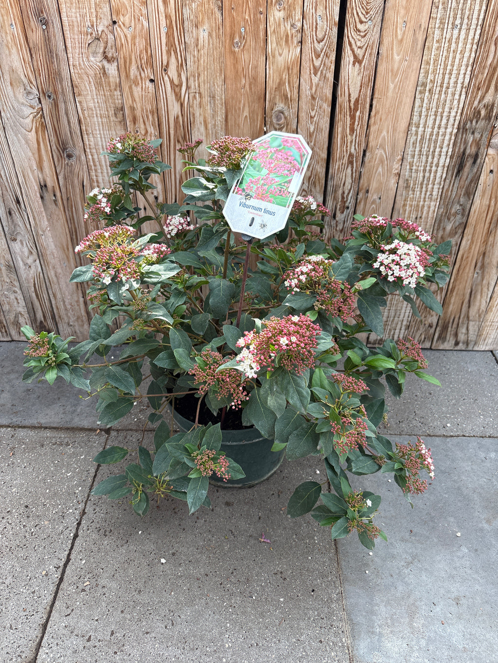 Viburnum Tinus ‘Gwenllian’