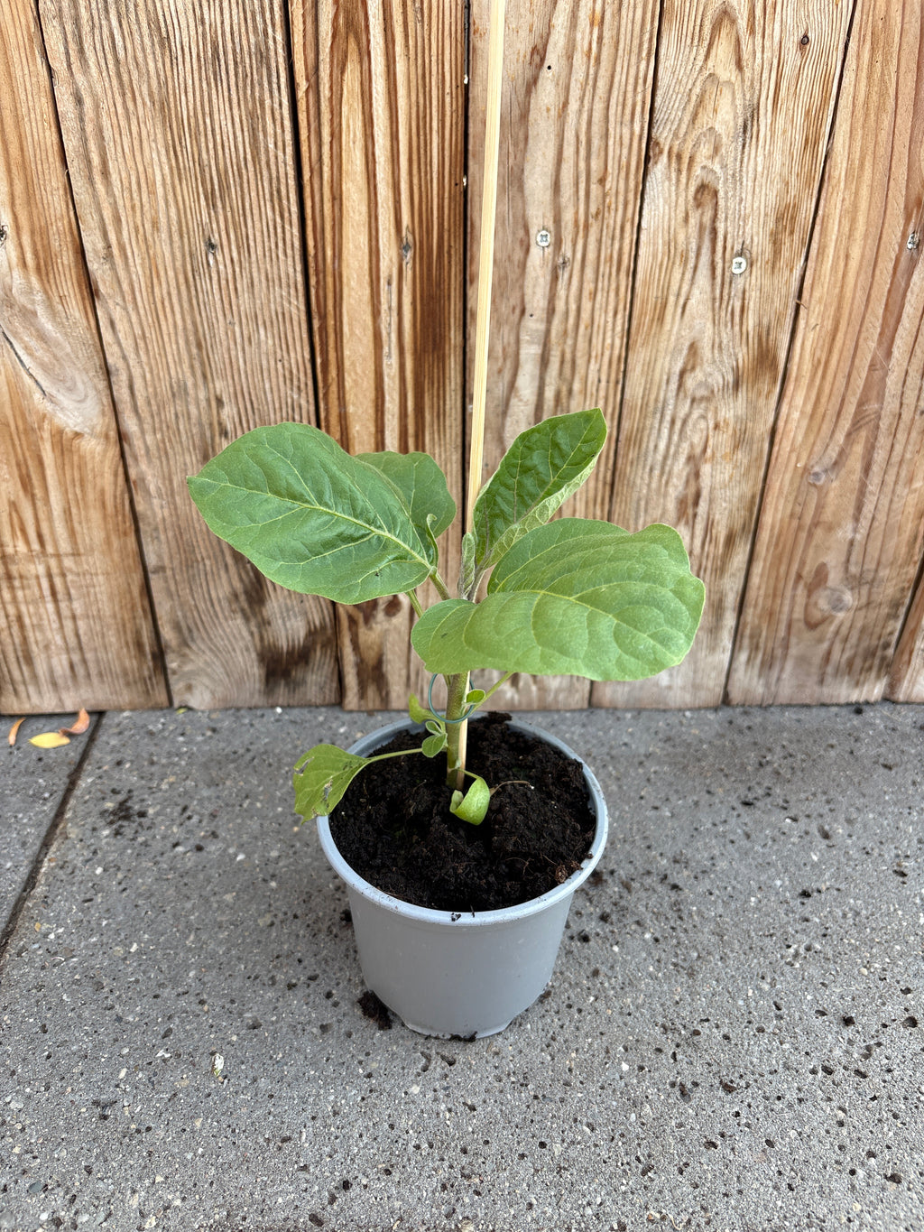 Aubergine