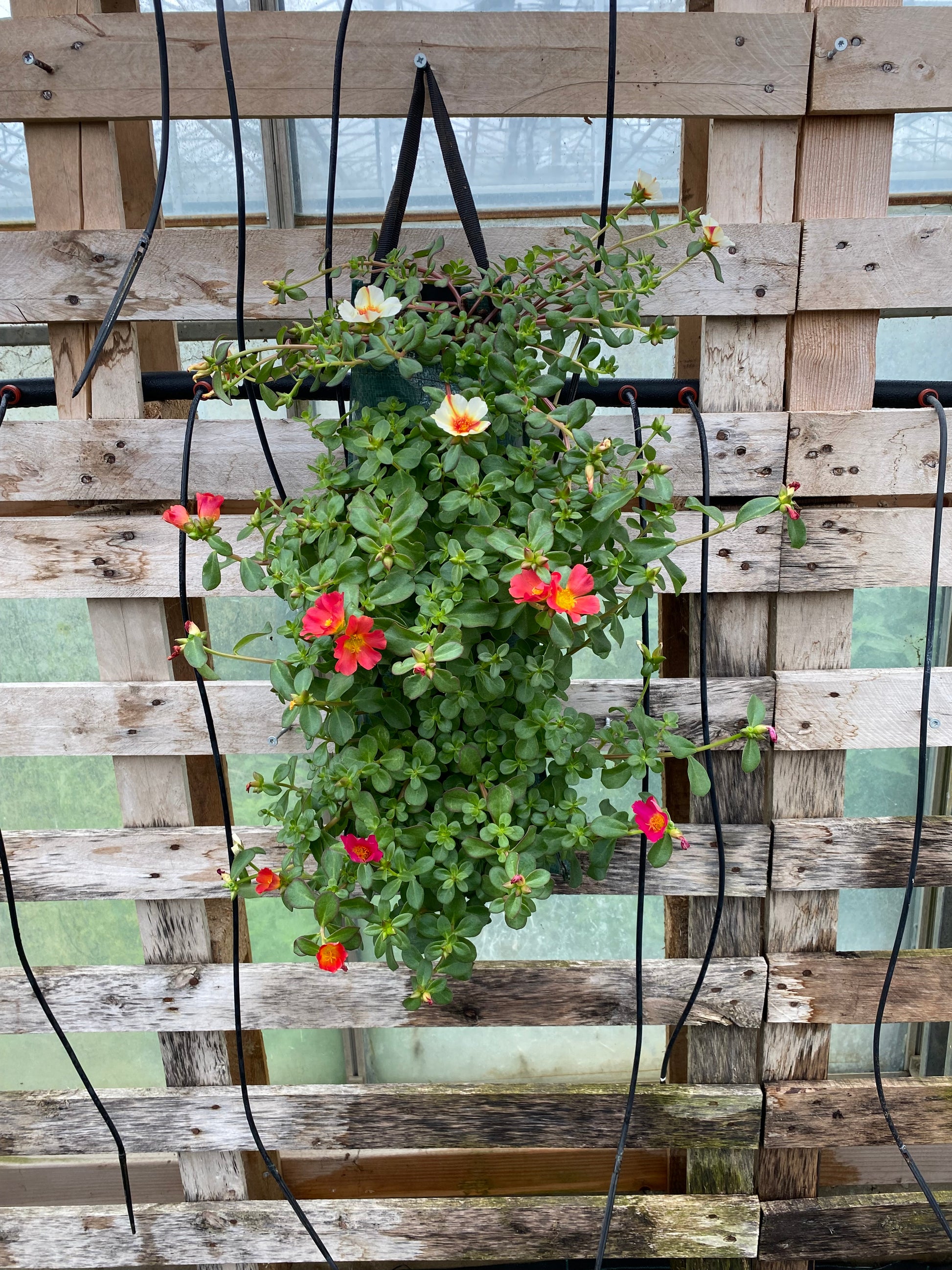 Wandhanger portulaca