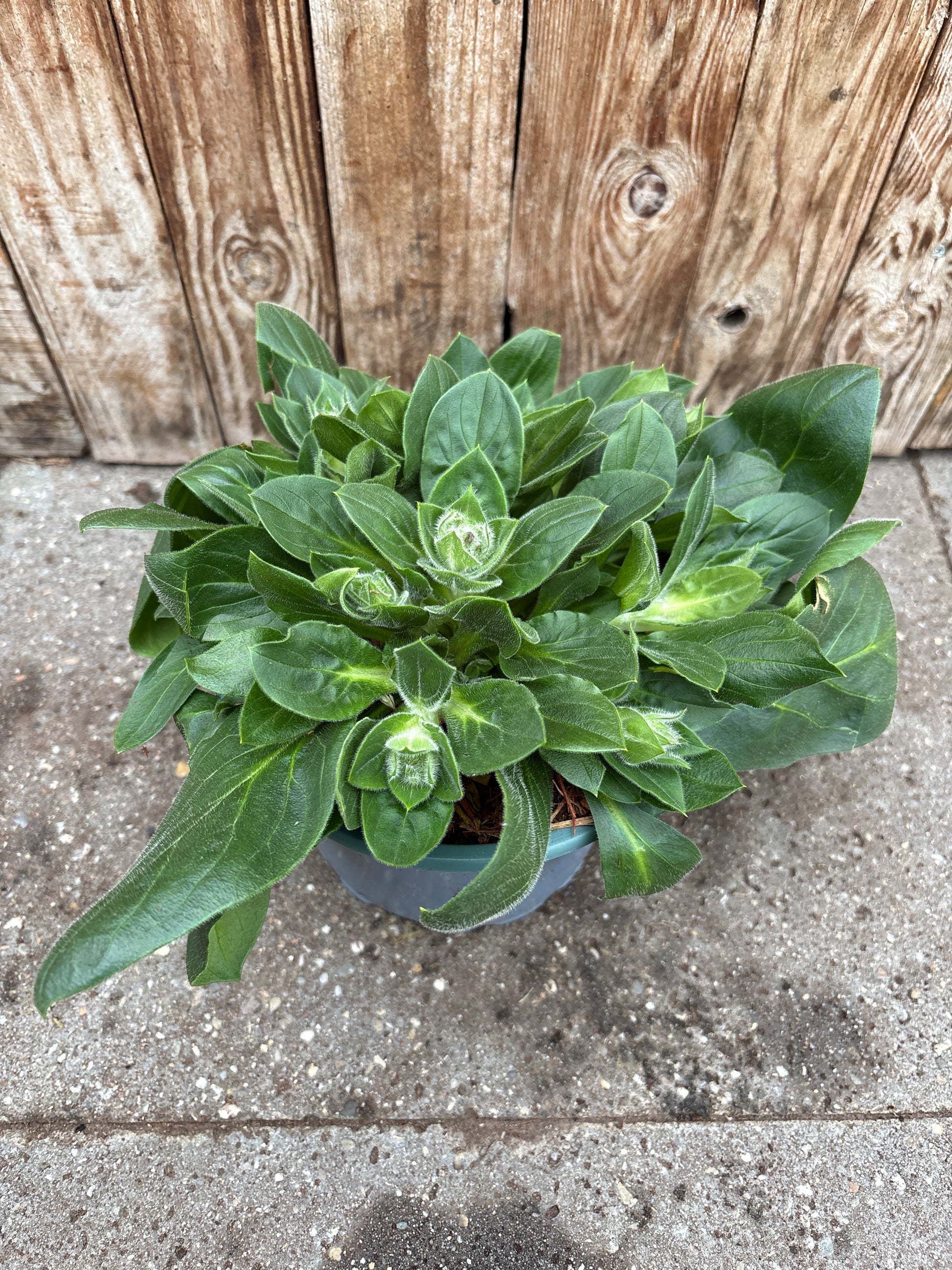 Silene rob vaste plant