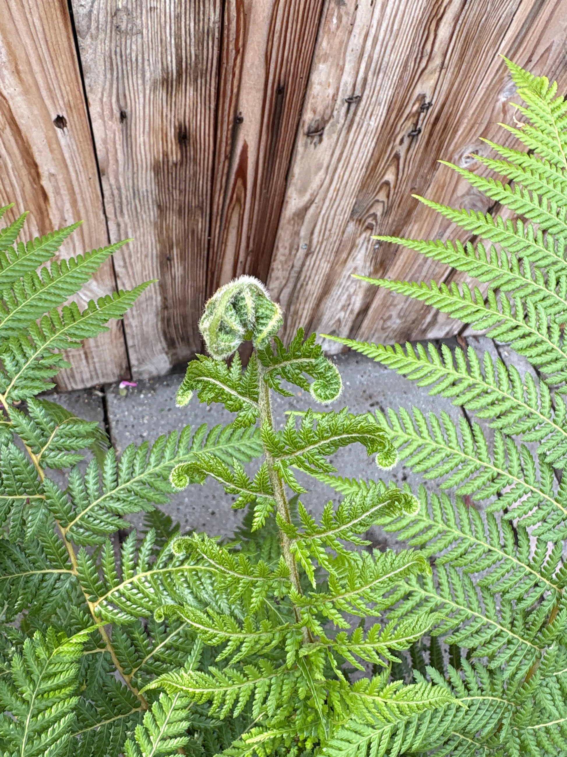 Dicksonia antarctica (varen)