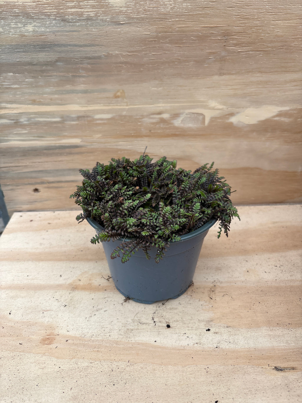 Leptinella squalida Staude