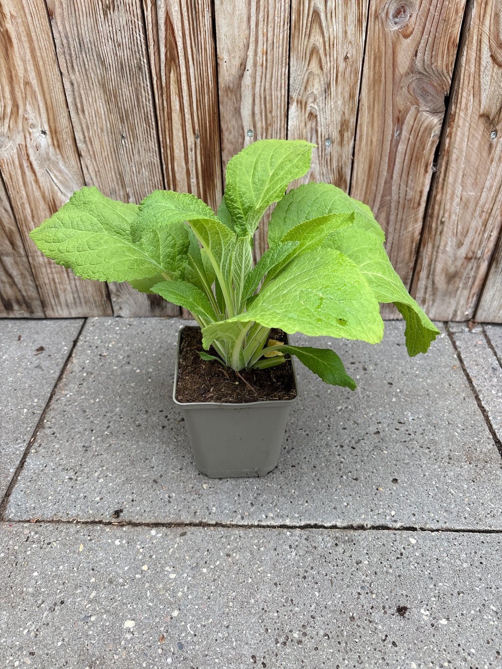Digitalis purpurea vaste plant