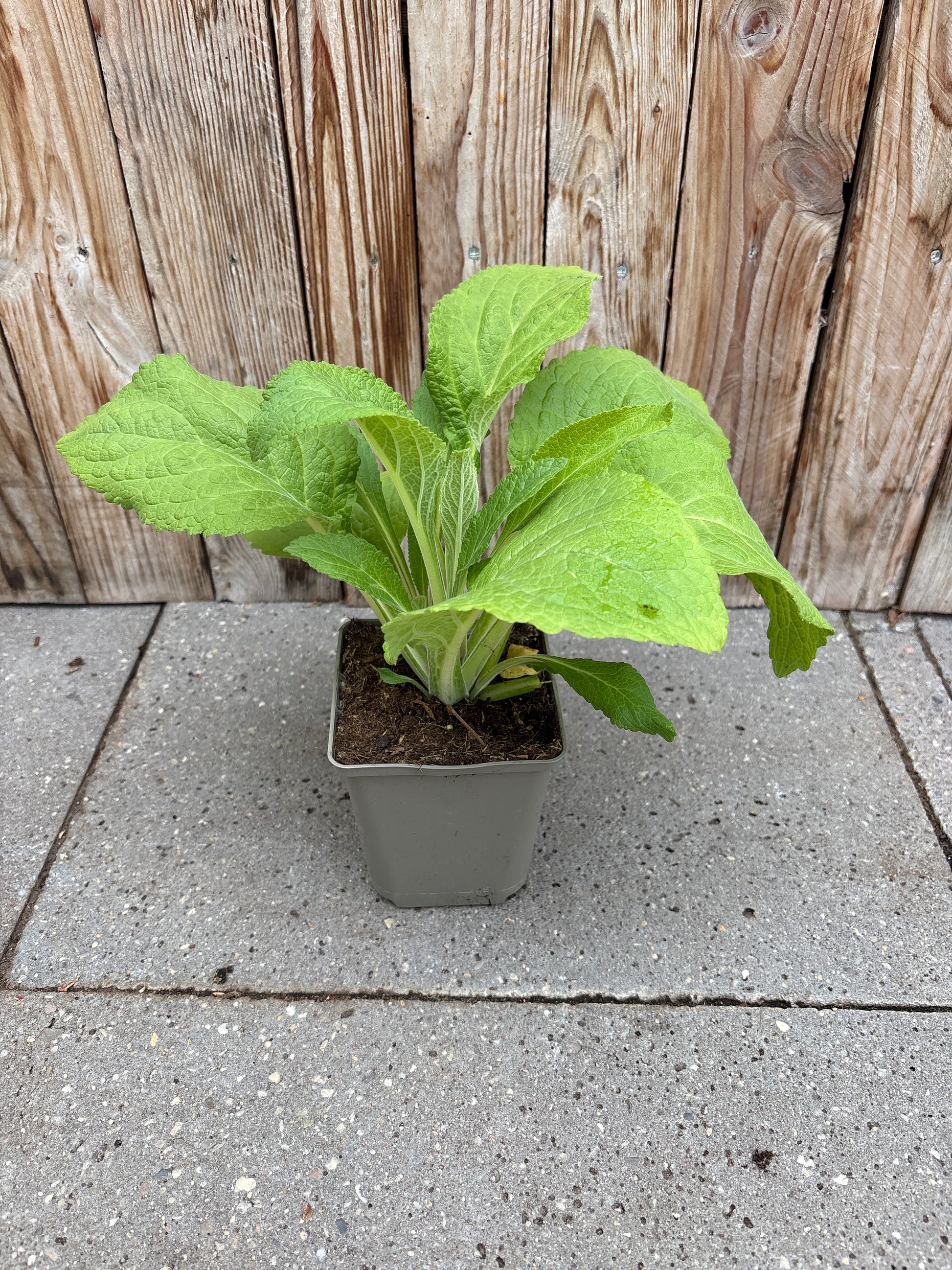 Digitalis purpurea vaste plant