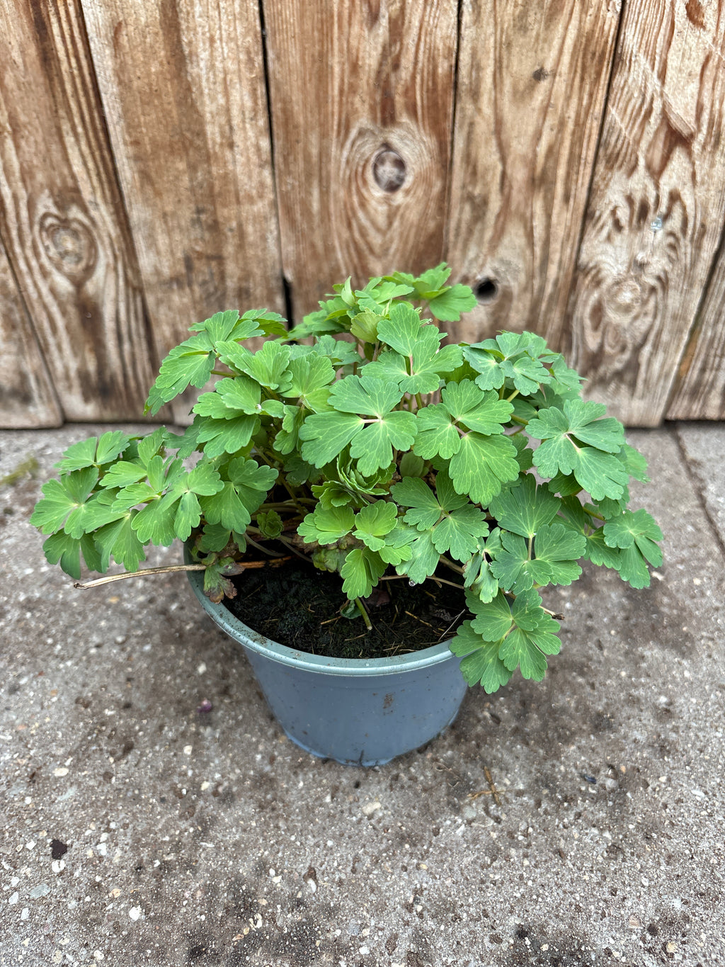 Aquilegia caer vaste plant