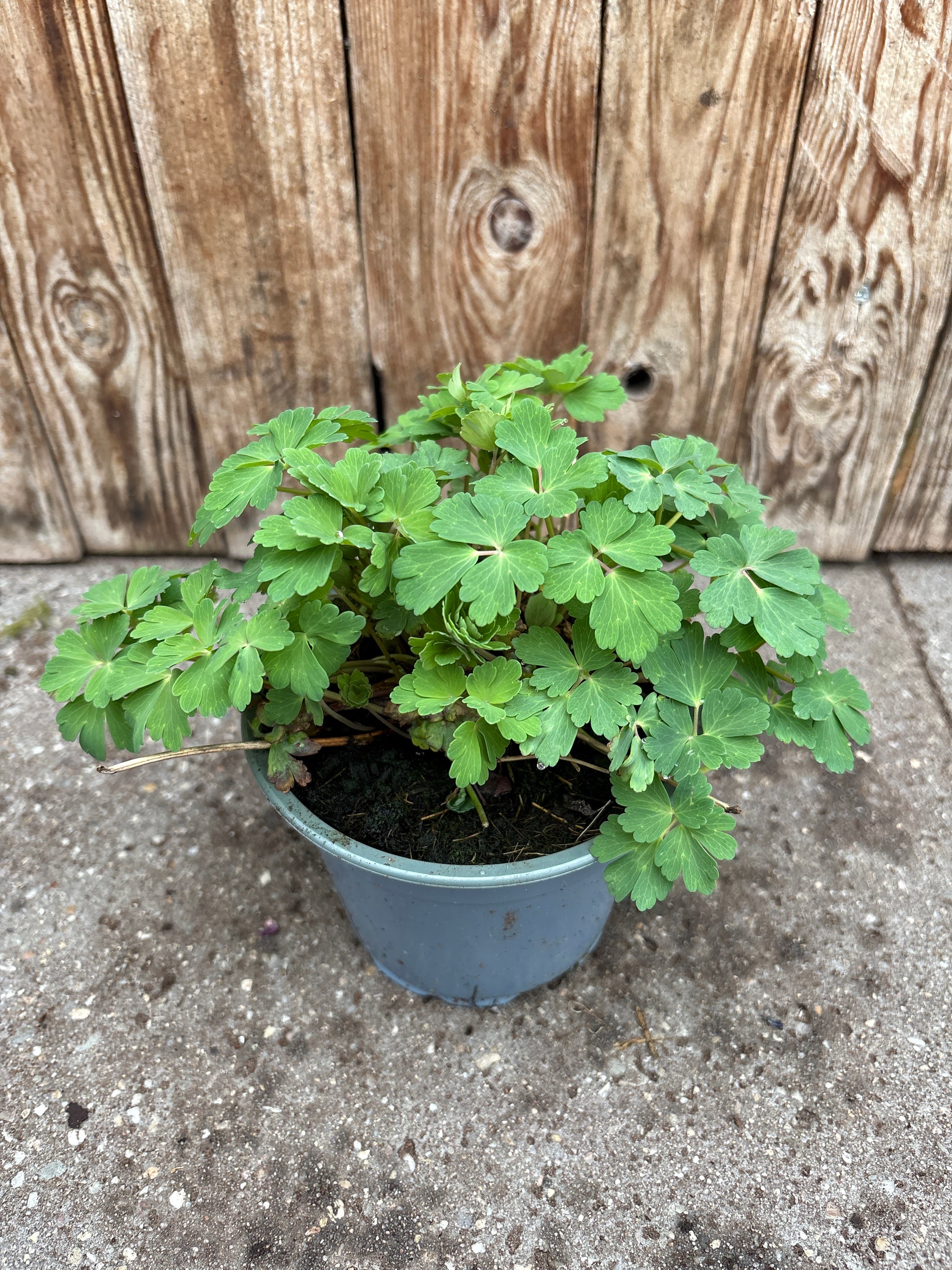 Aquilegia caer perennial plant