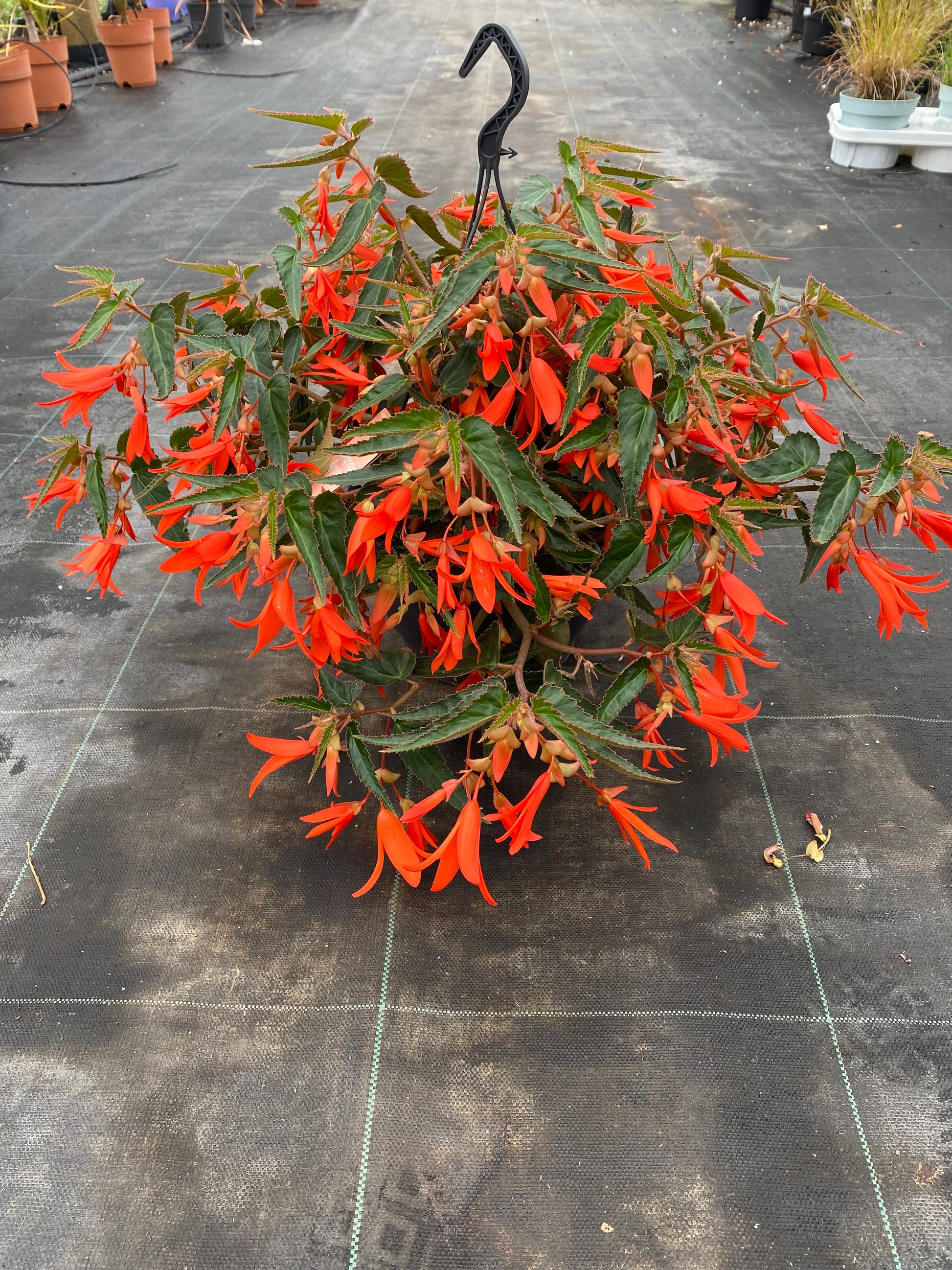 Hangpot hangbegonia