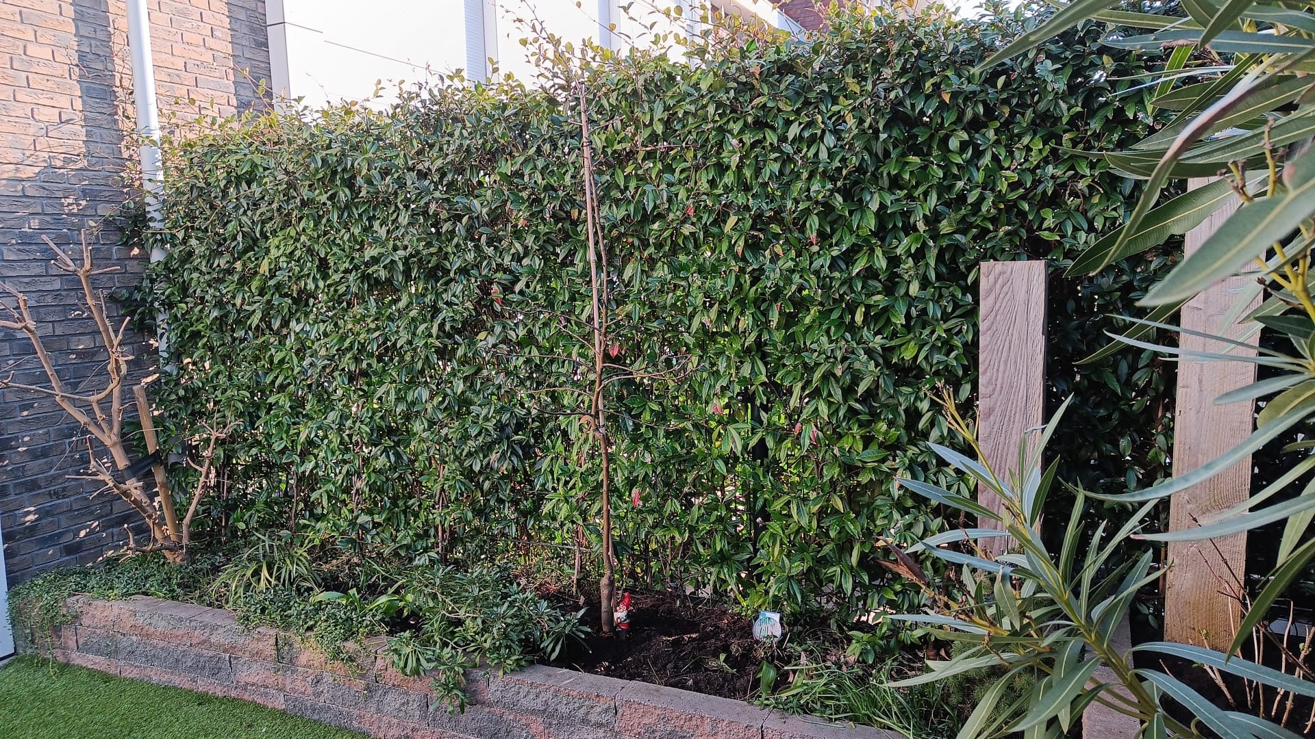 Star Jasmine (Trachelospermum jasminoides) white