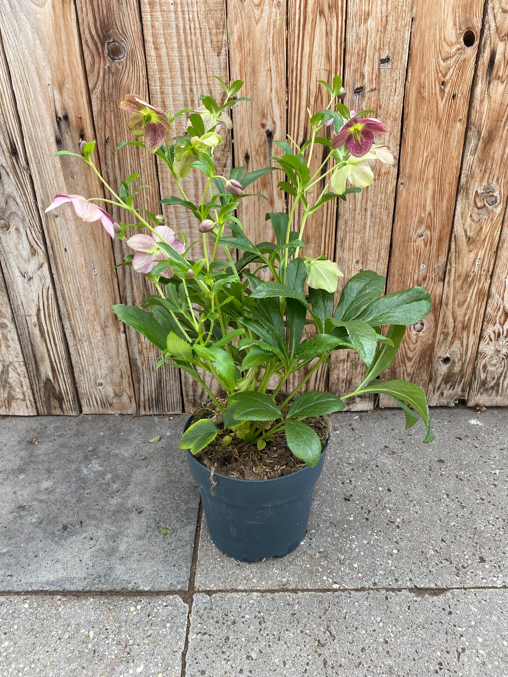 Helleborus