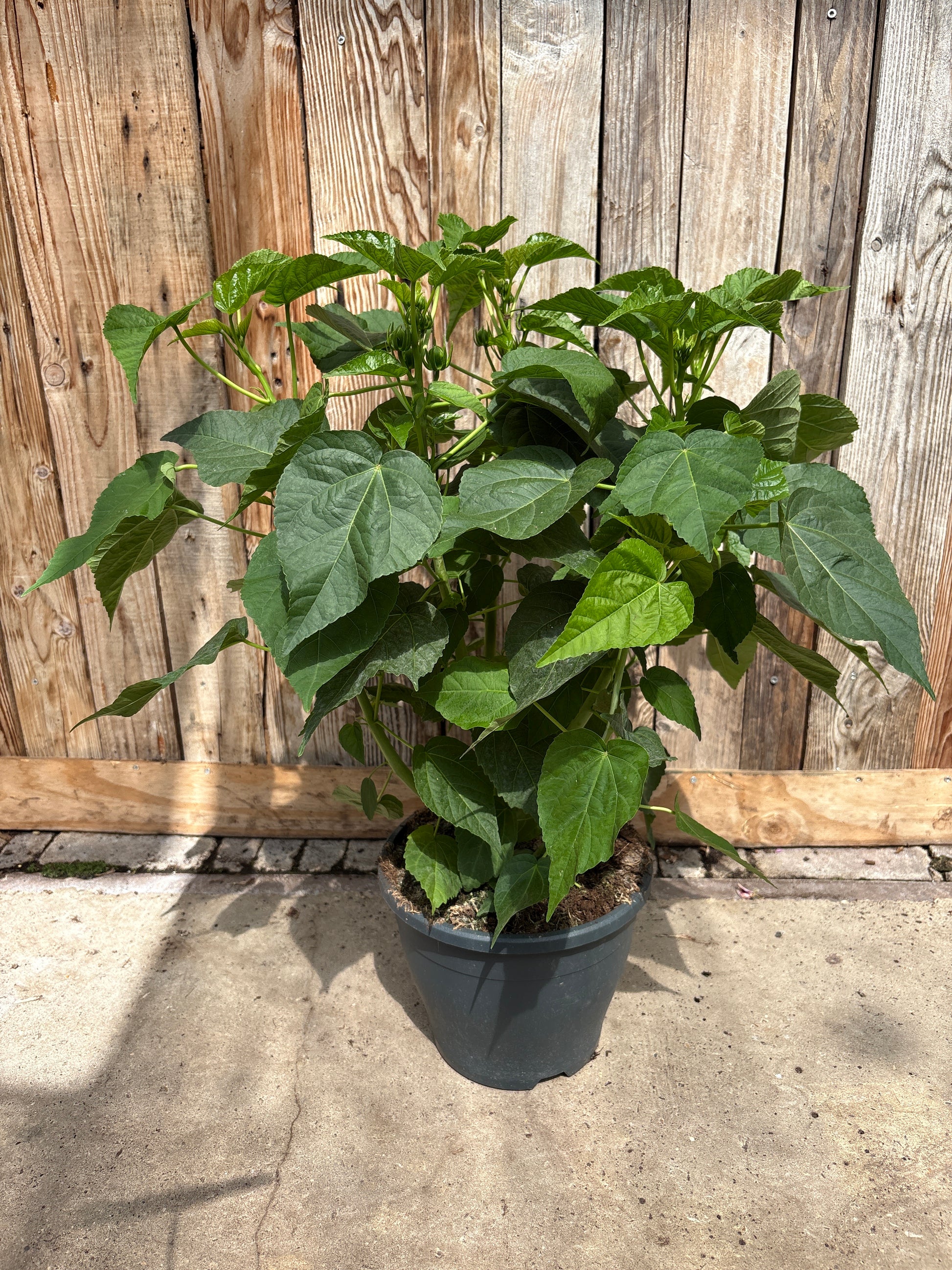 Hibiscus