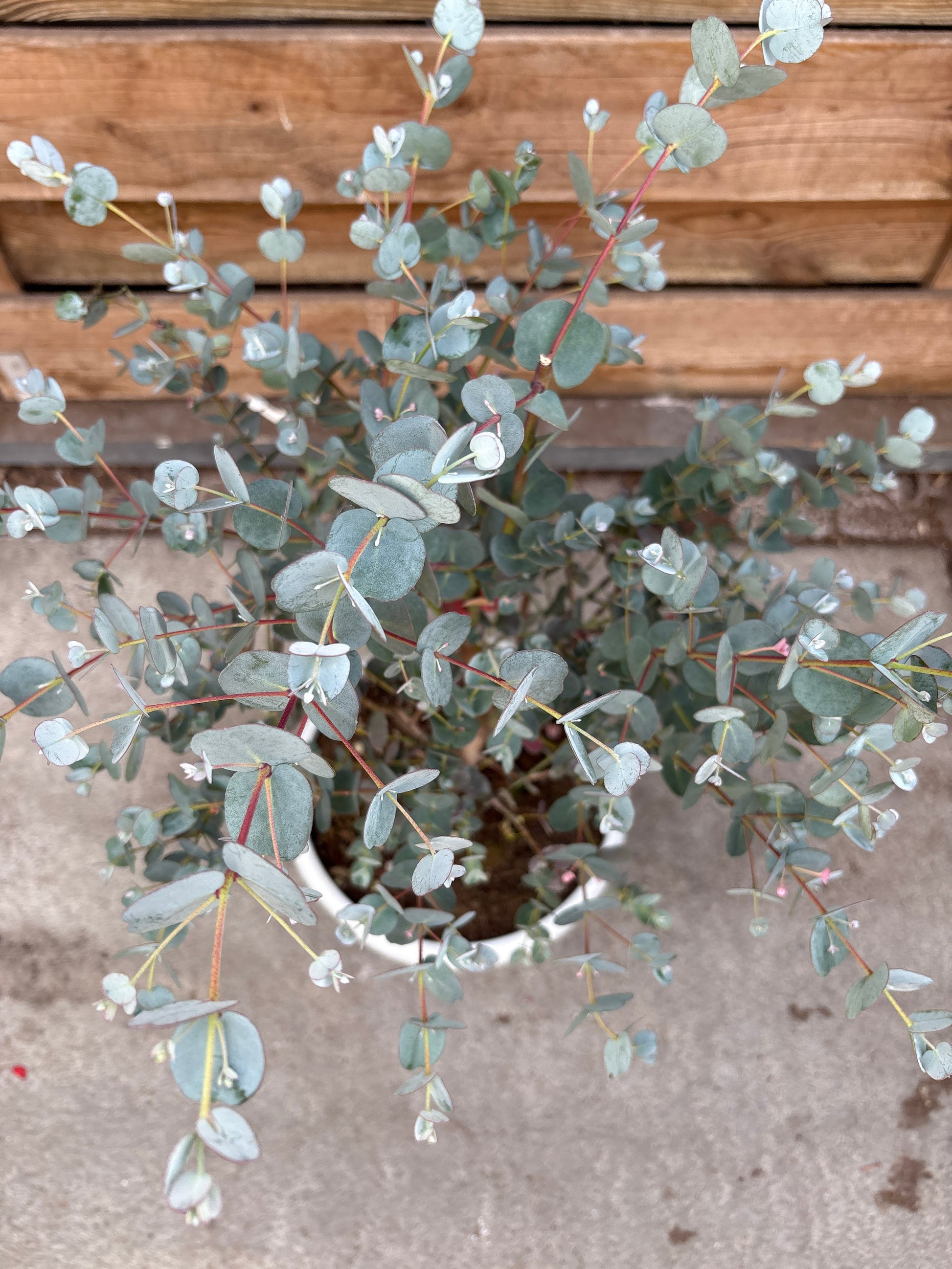 Eucalyptus Gunnii