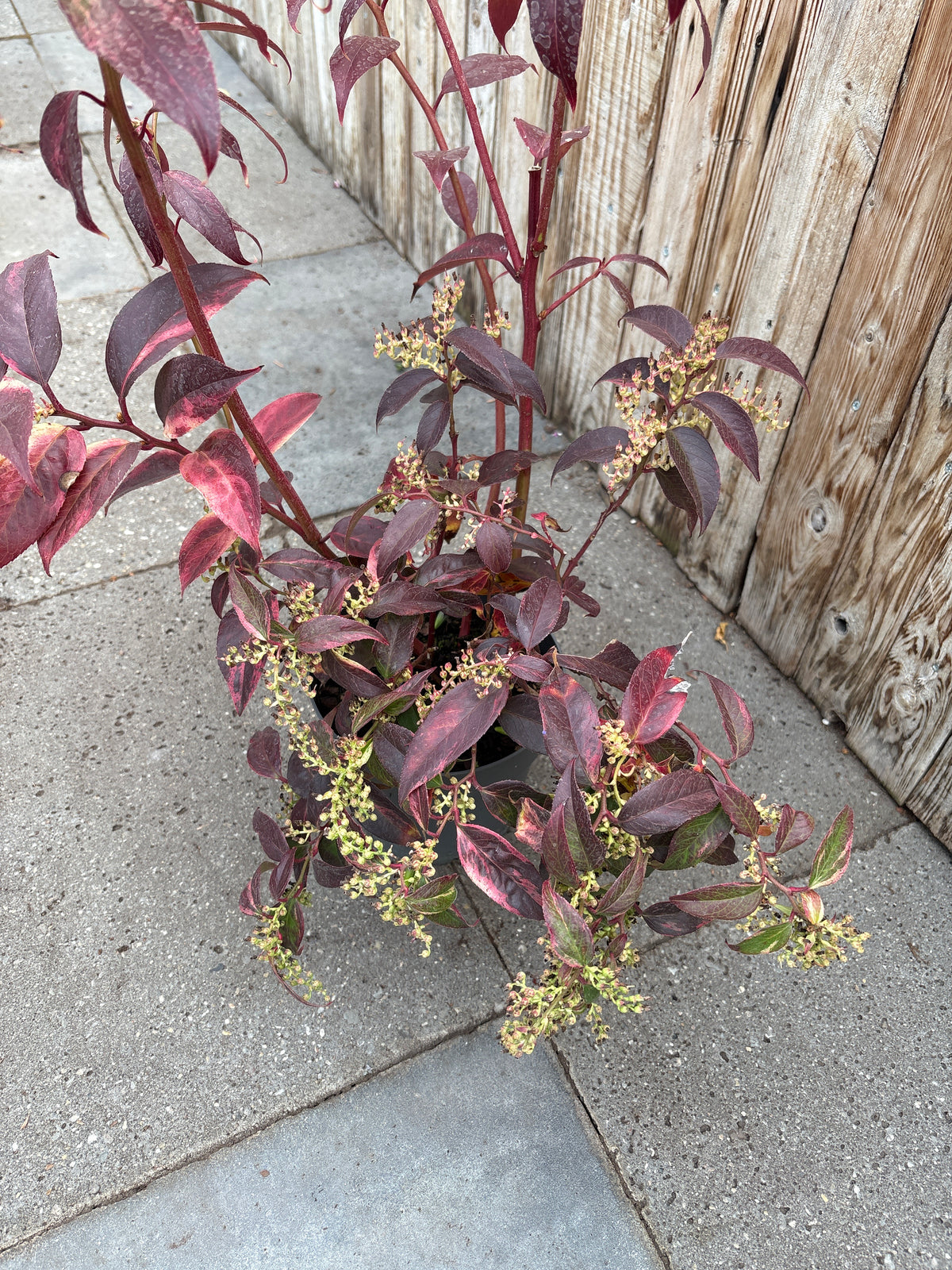 Leucothoe fontanesiana ‘rainbow’