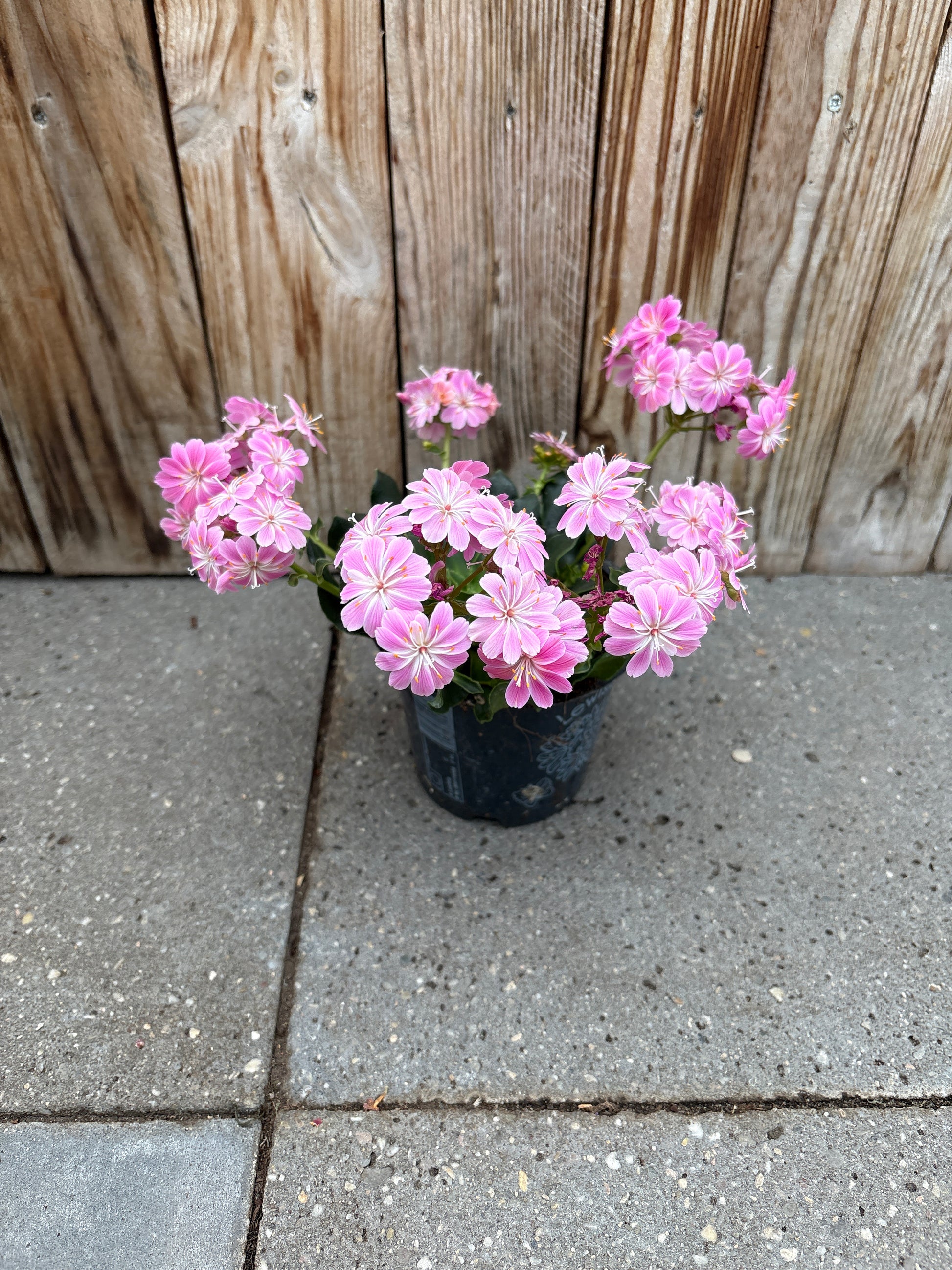Lewisia vaste plant