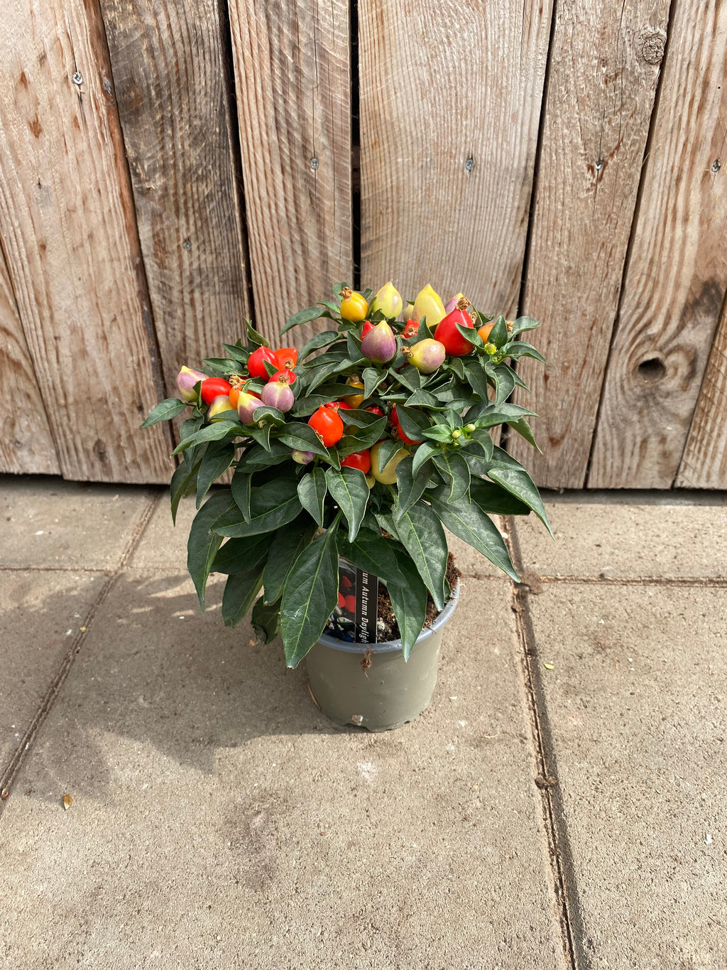 Capsicum