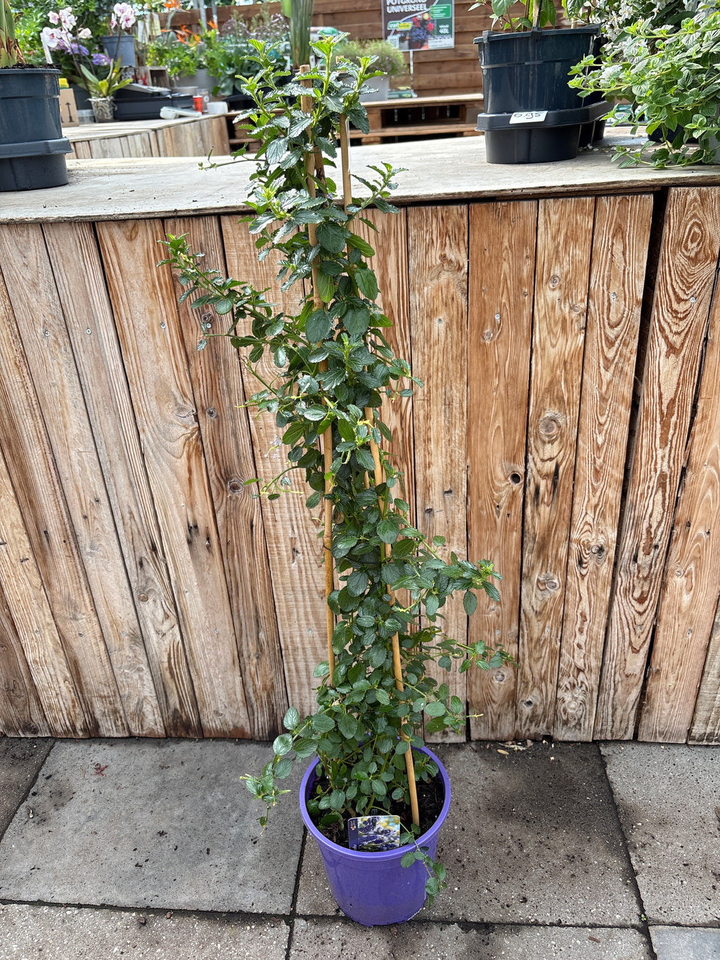 Ceanothus (Amerikaanse Sering)