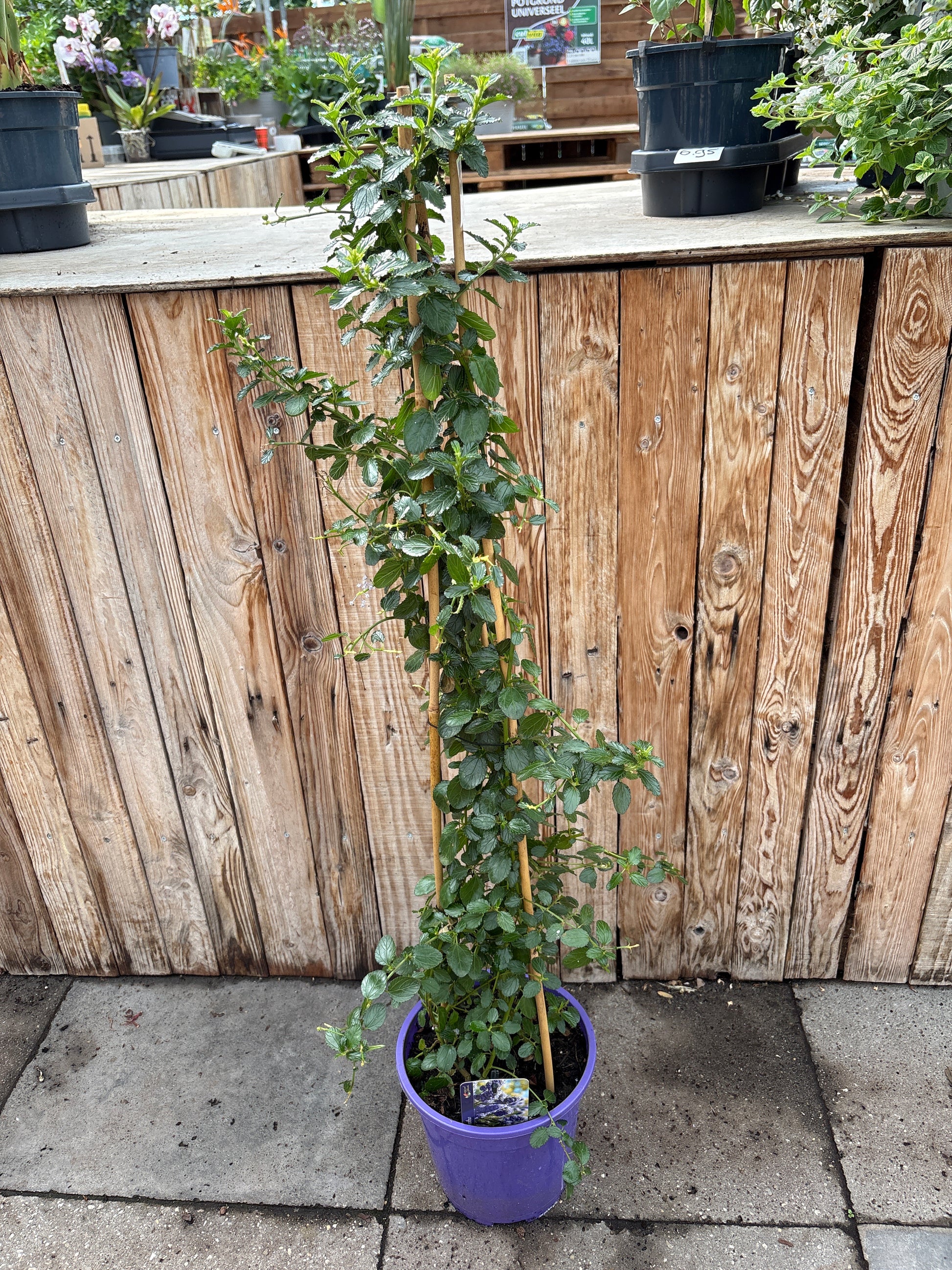 Ceanothus (Amerikaanse Sering)
