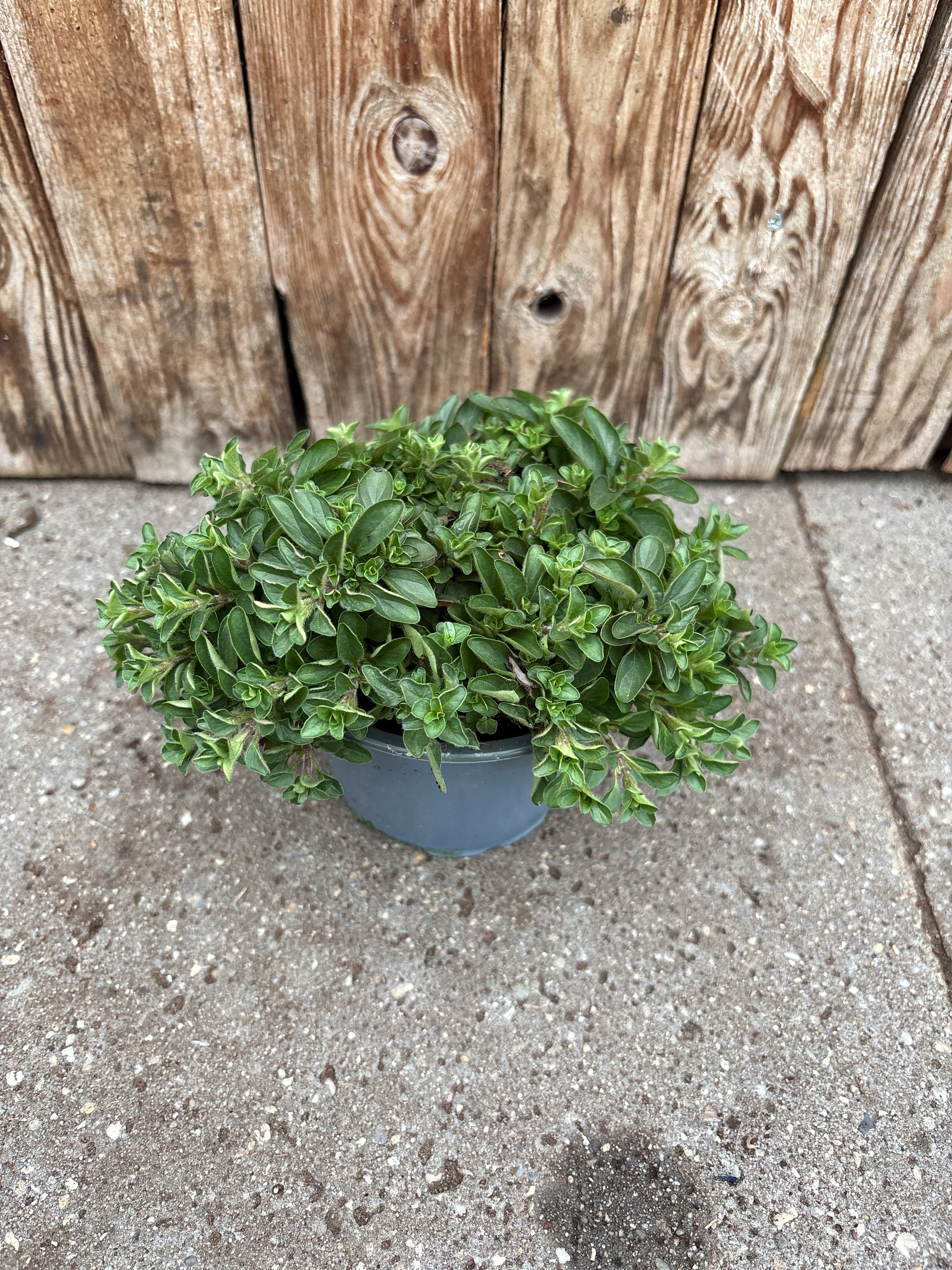 Origanum vulgare vaste plant