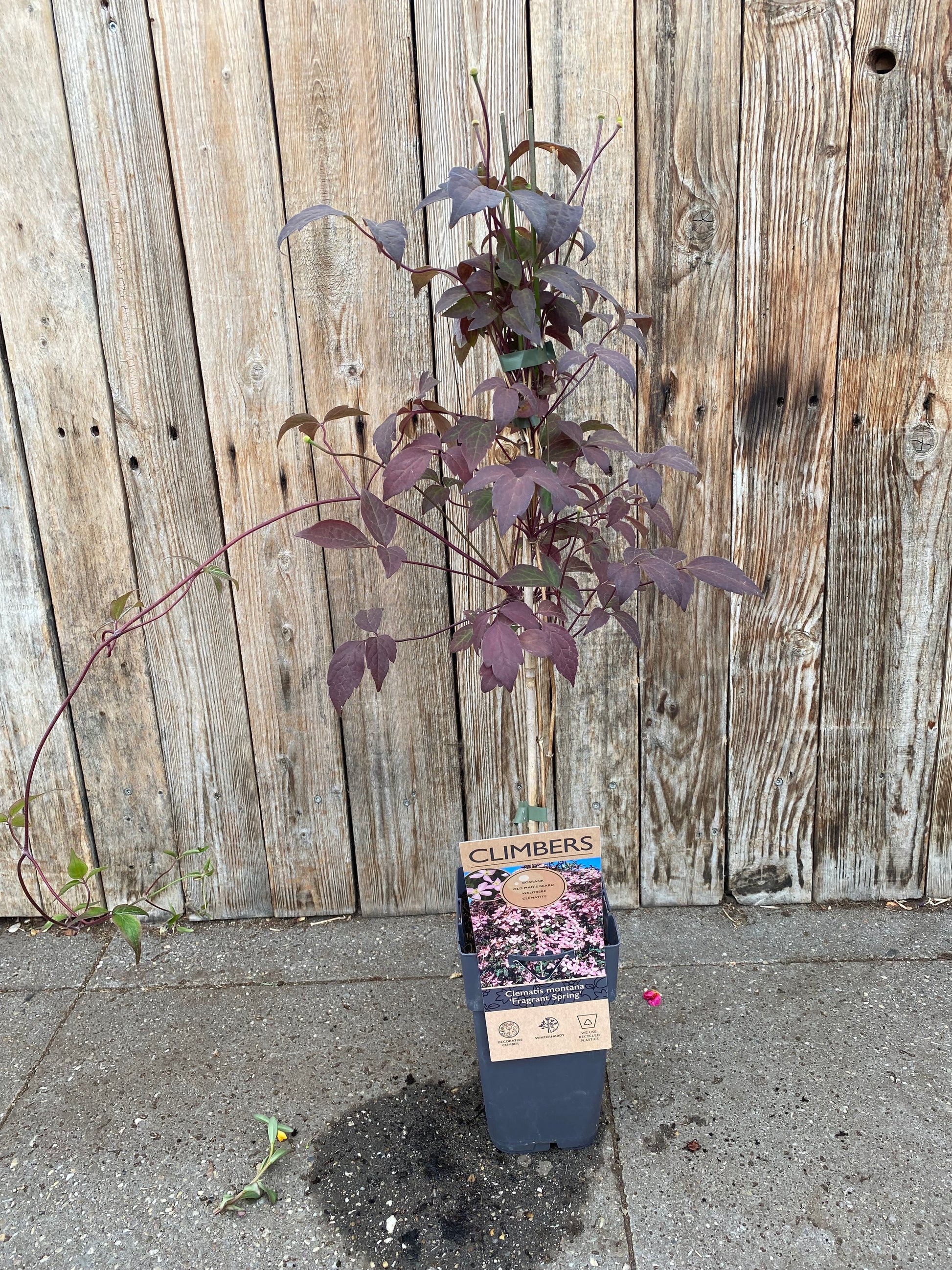 Clematis