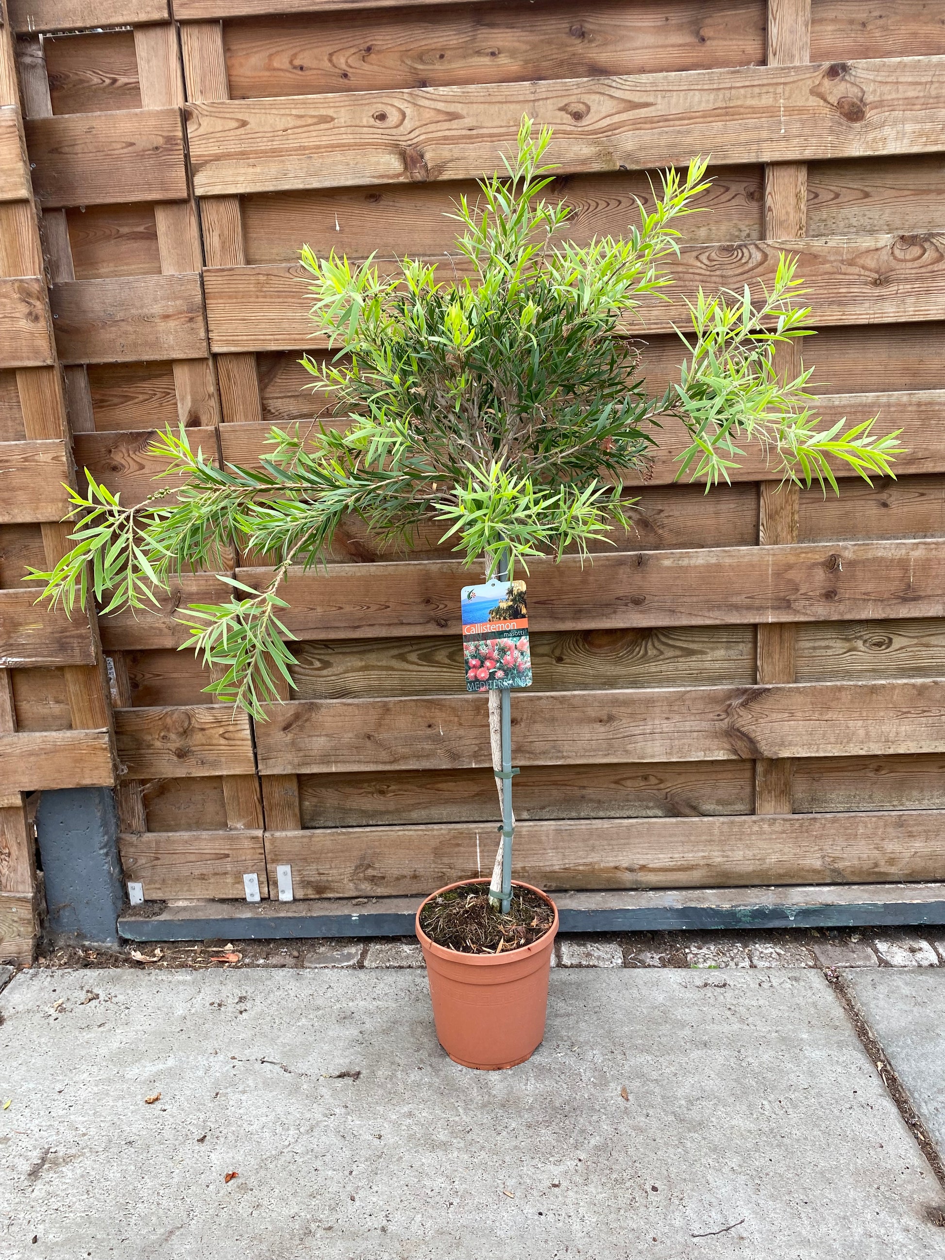 Callistemon masotti
