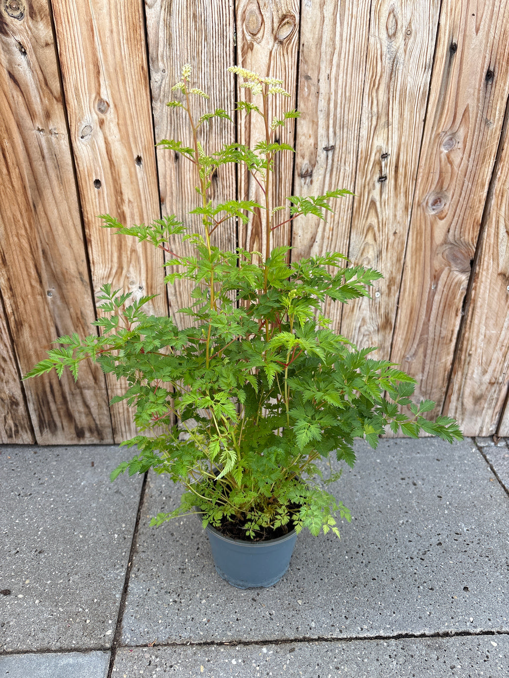 Aruncus aethusifolius perennial