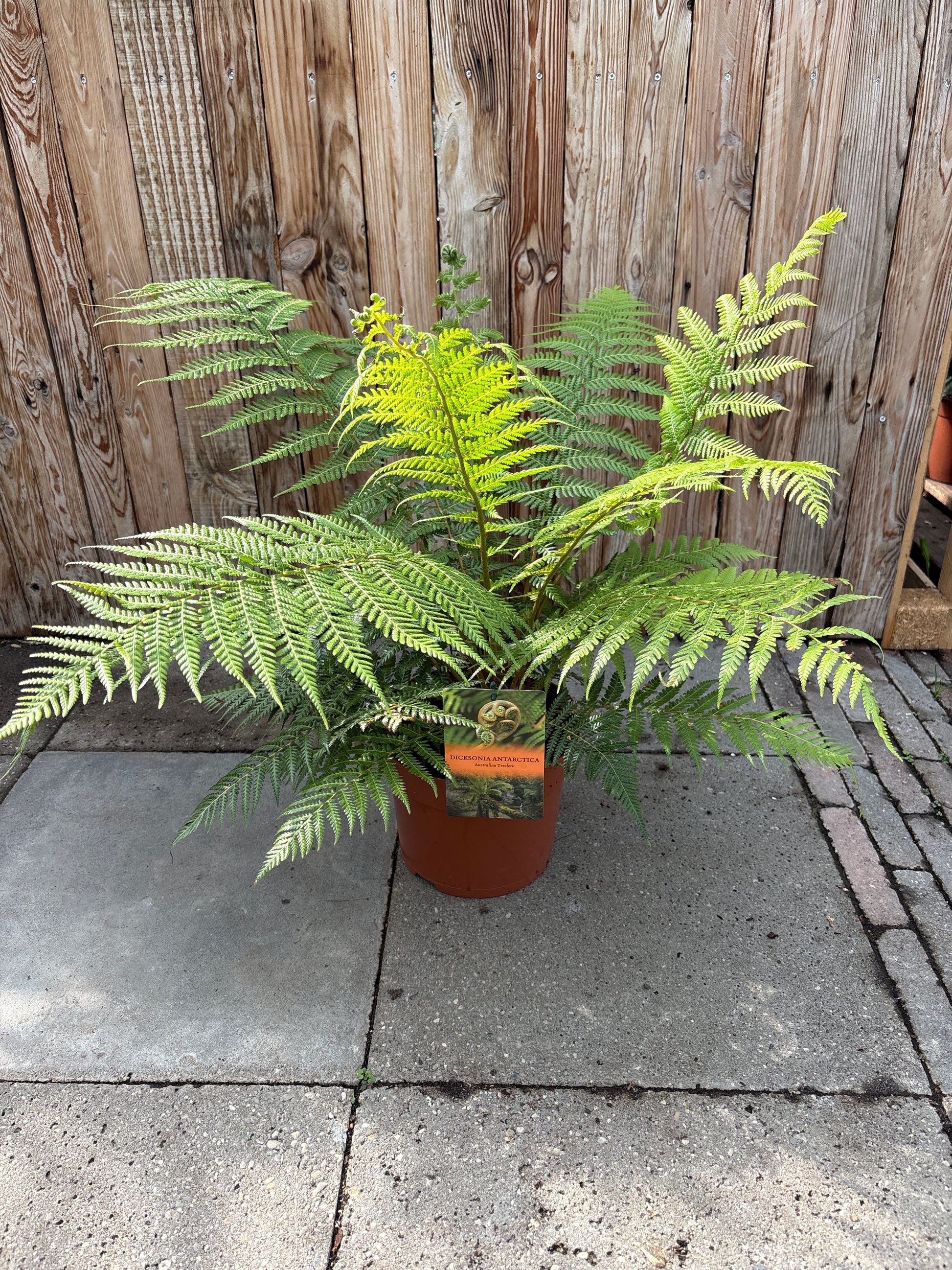 Dicksonia antarctica (varen)