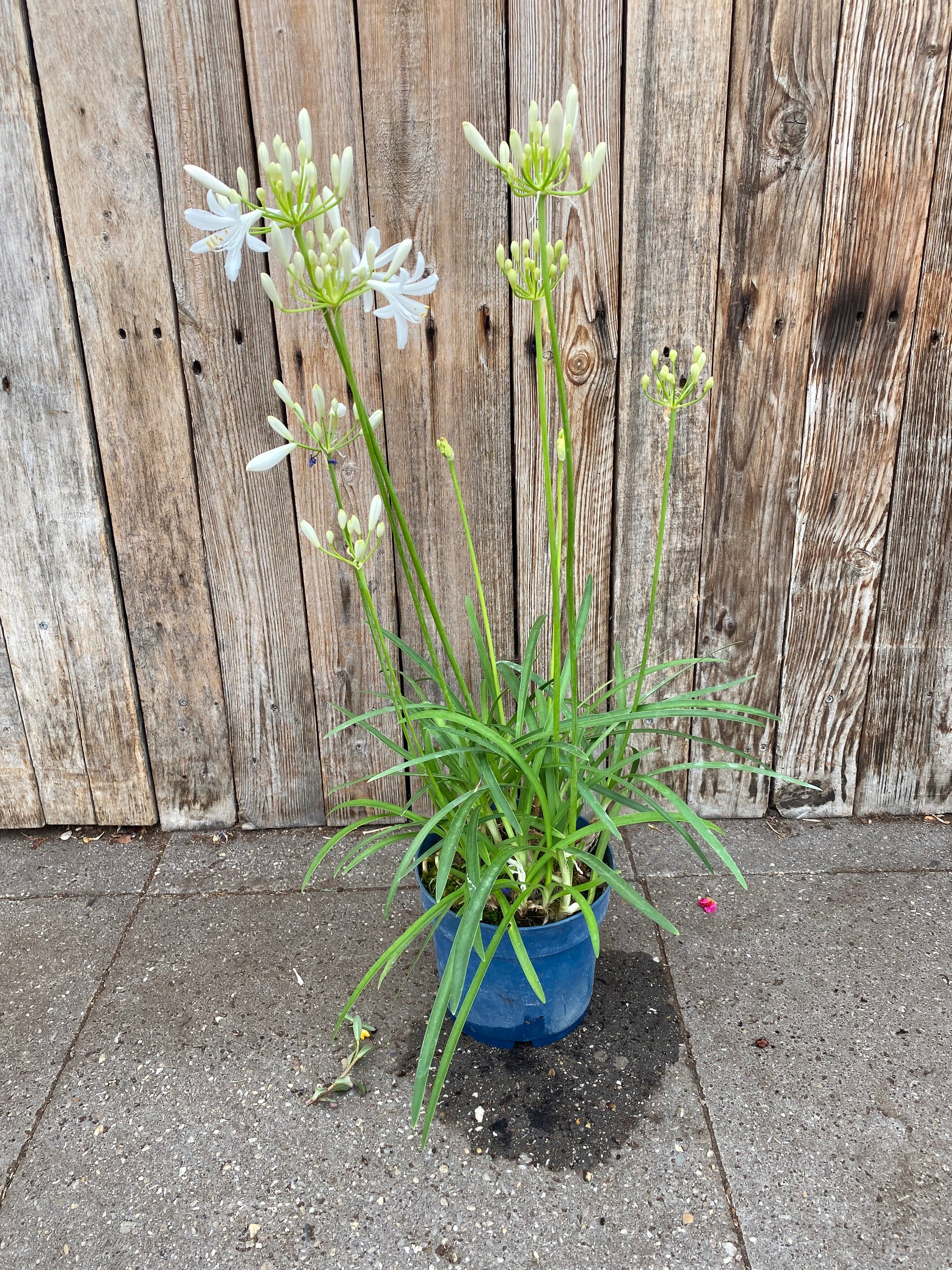 Agapanthus