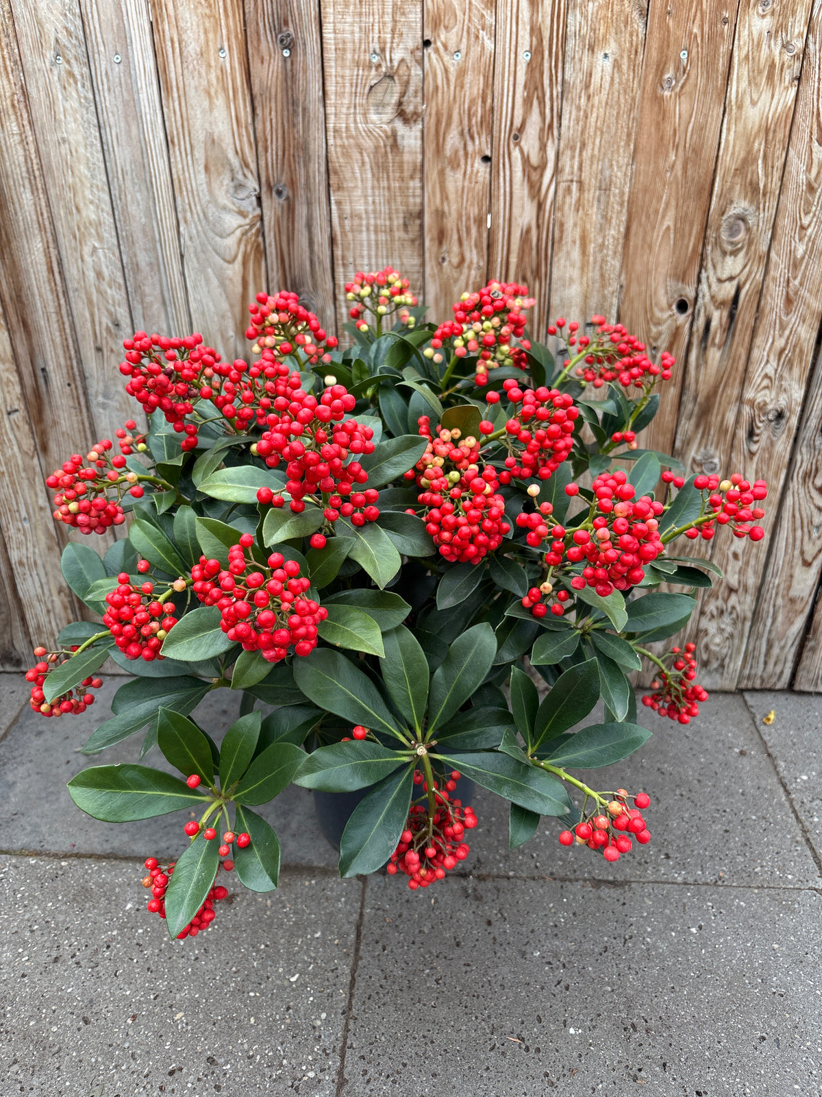 Skimmia Japonica ‘Pabella’