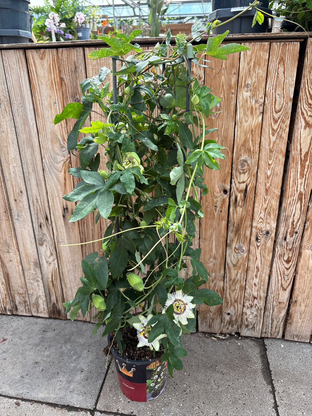 Passiflora (passiebloem)