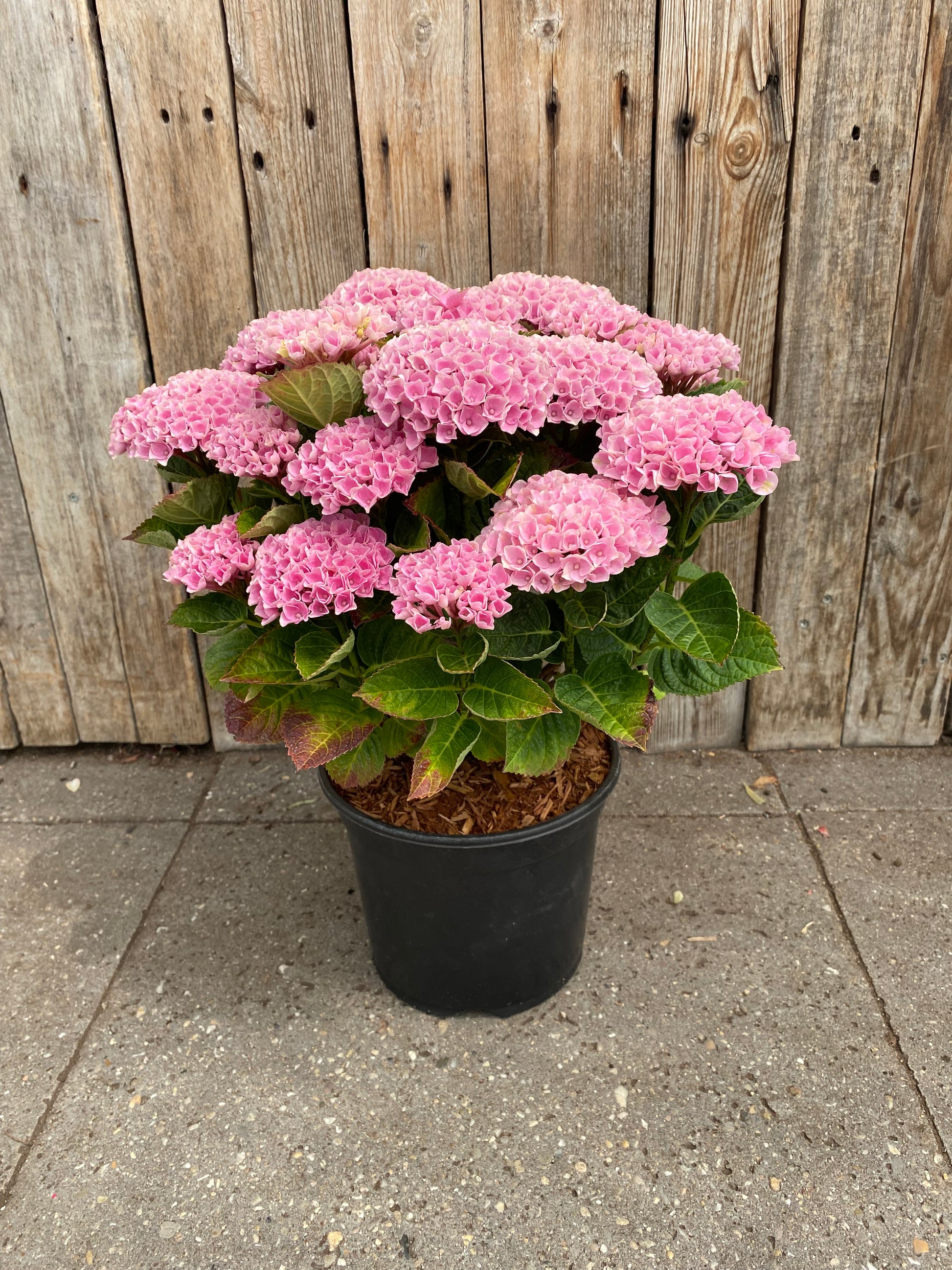 Hortensia